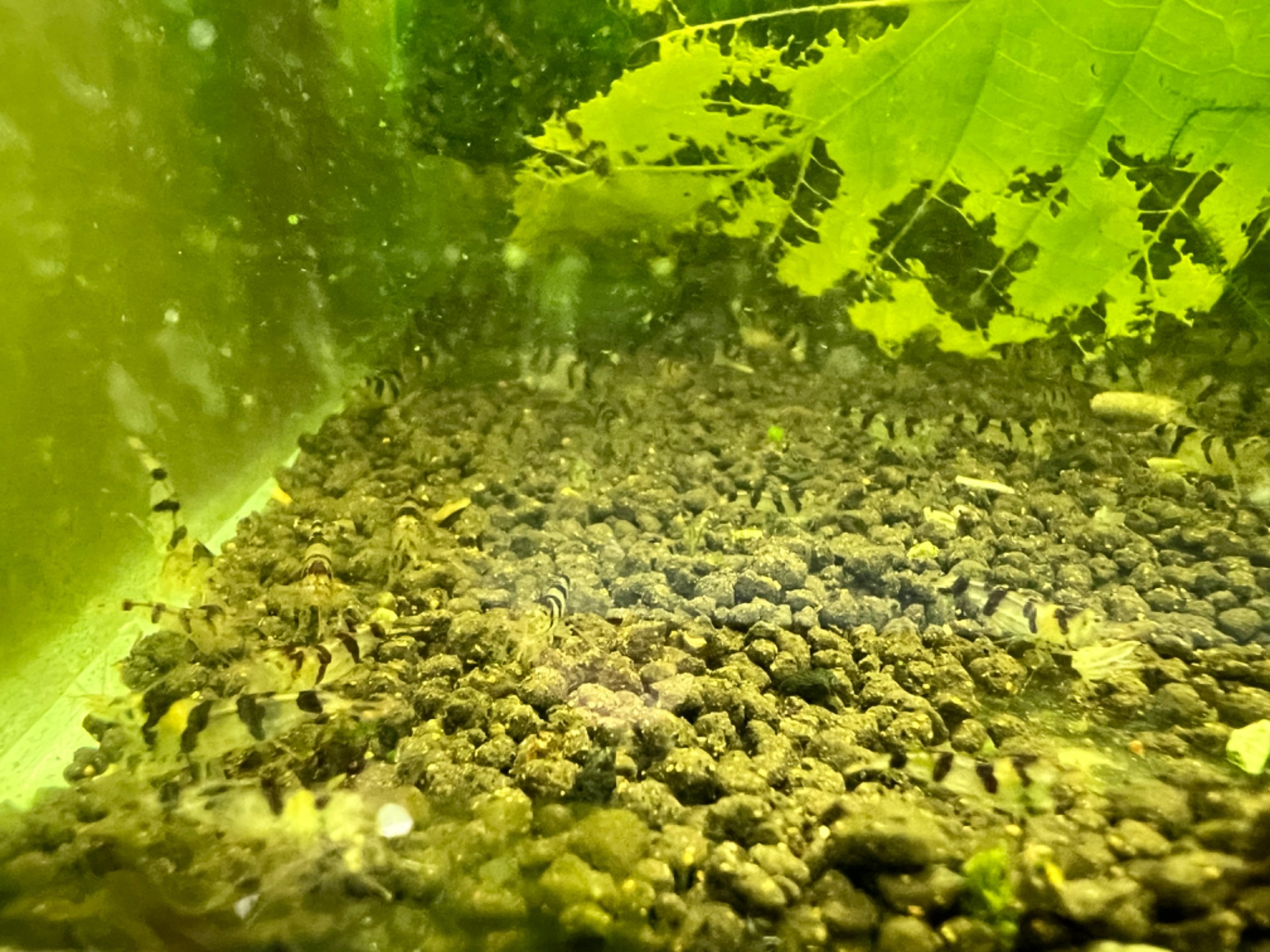 Sladkovodní krevety rodu caridina a neocaridina