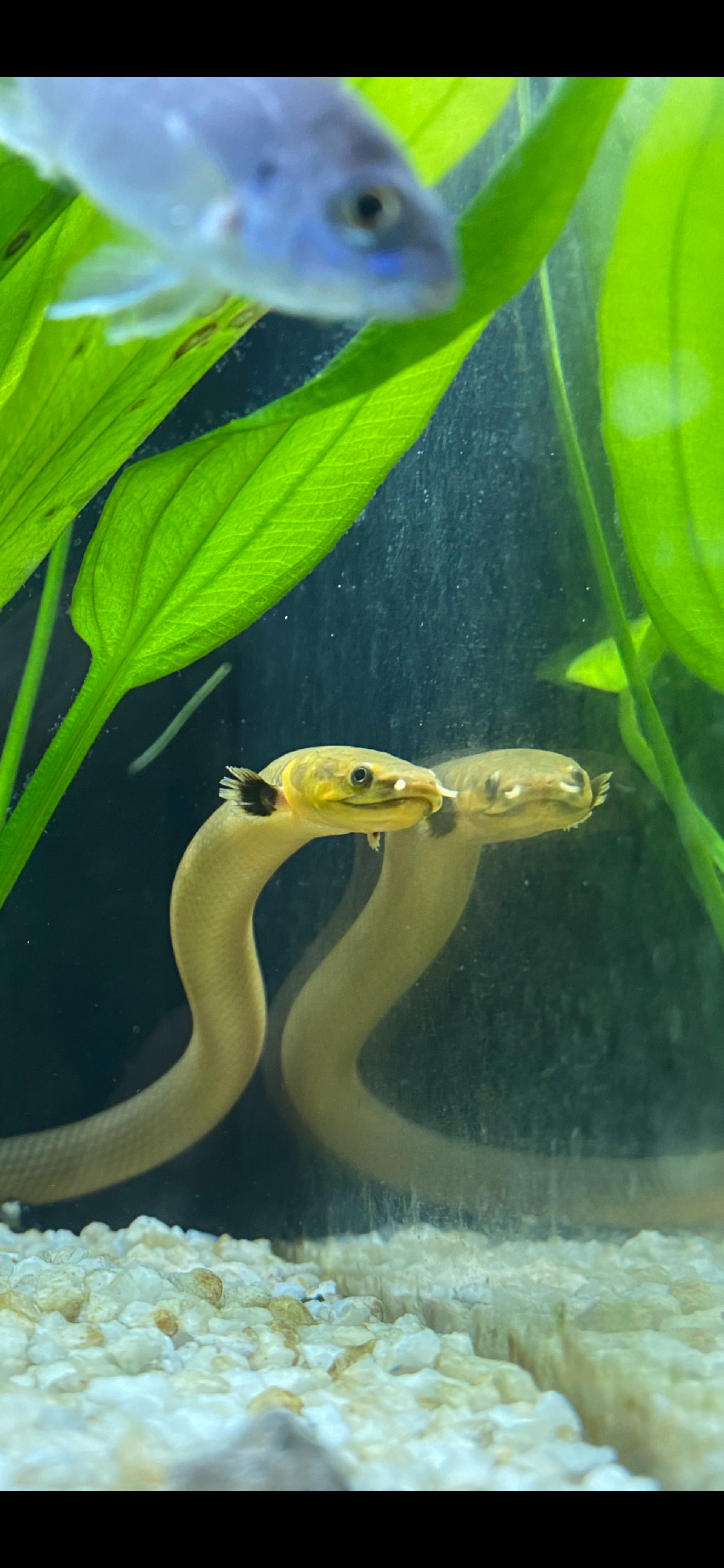 bichírek uhořovitý