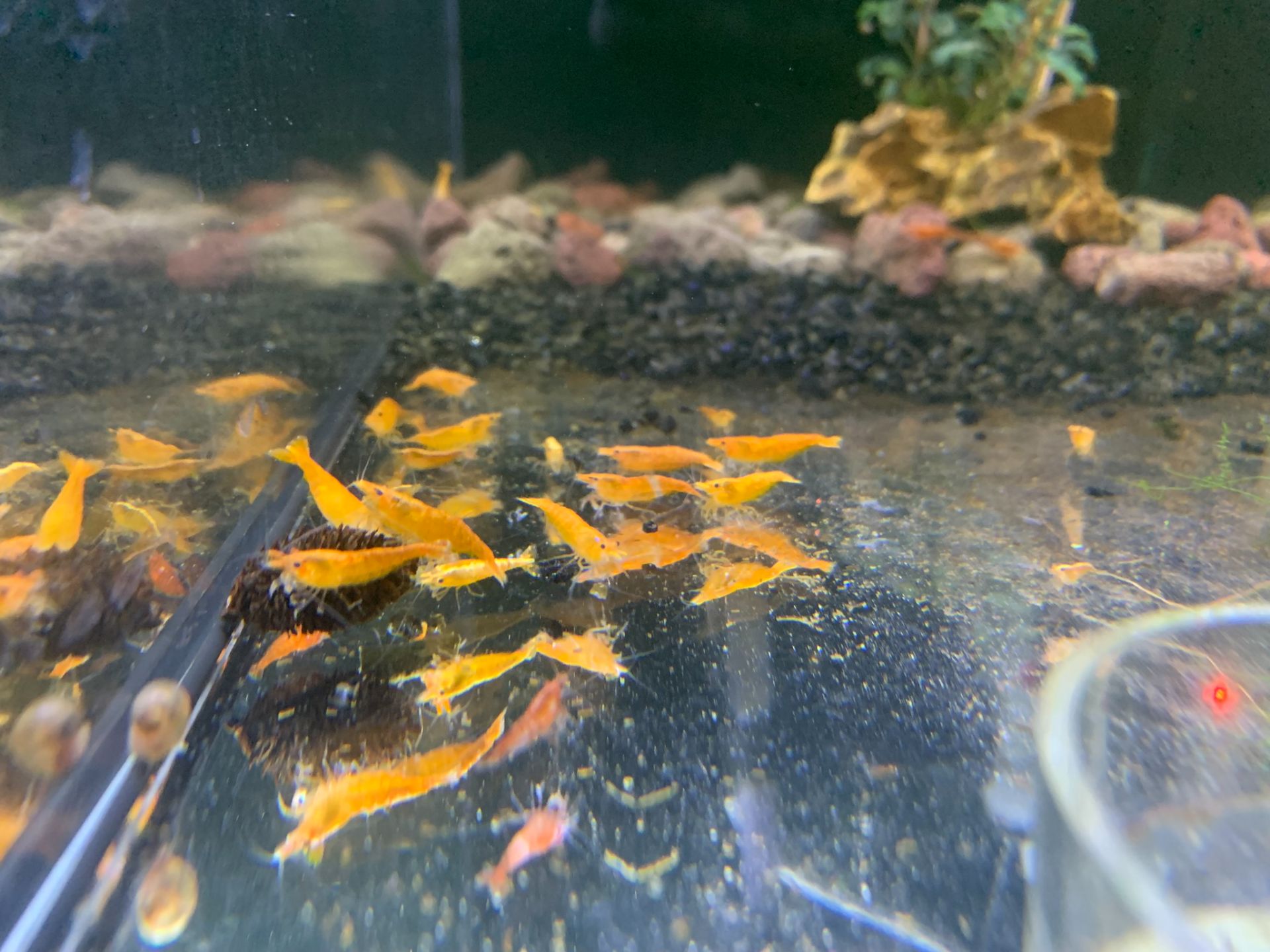 Krevetky Orange - Neocaridina davidi