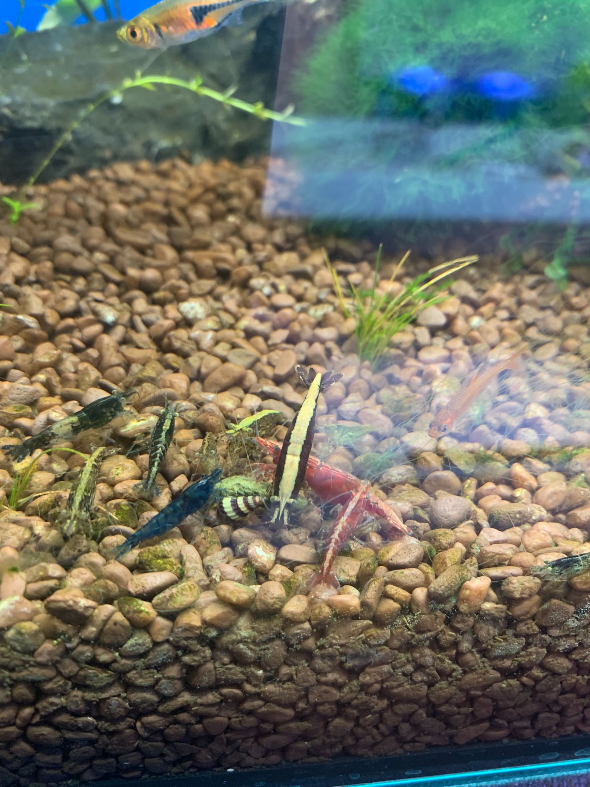 Krevetky Mix Neocaridina davidi