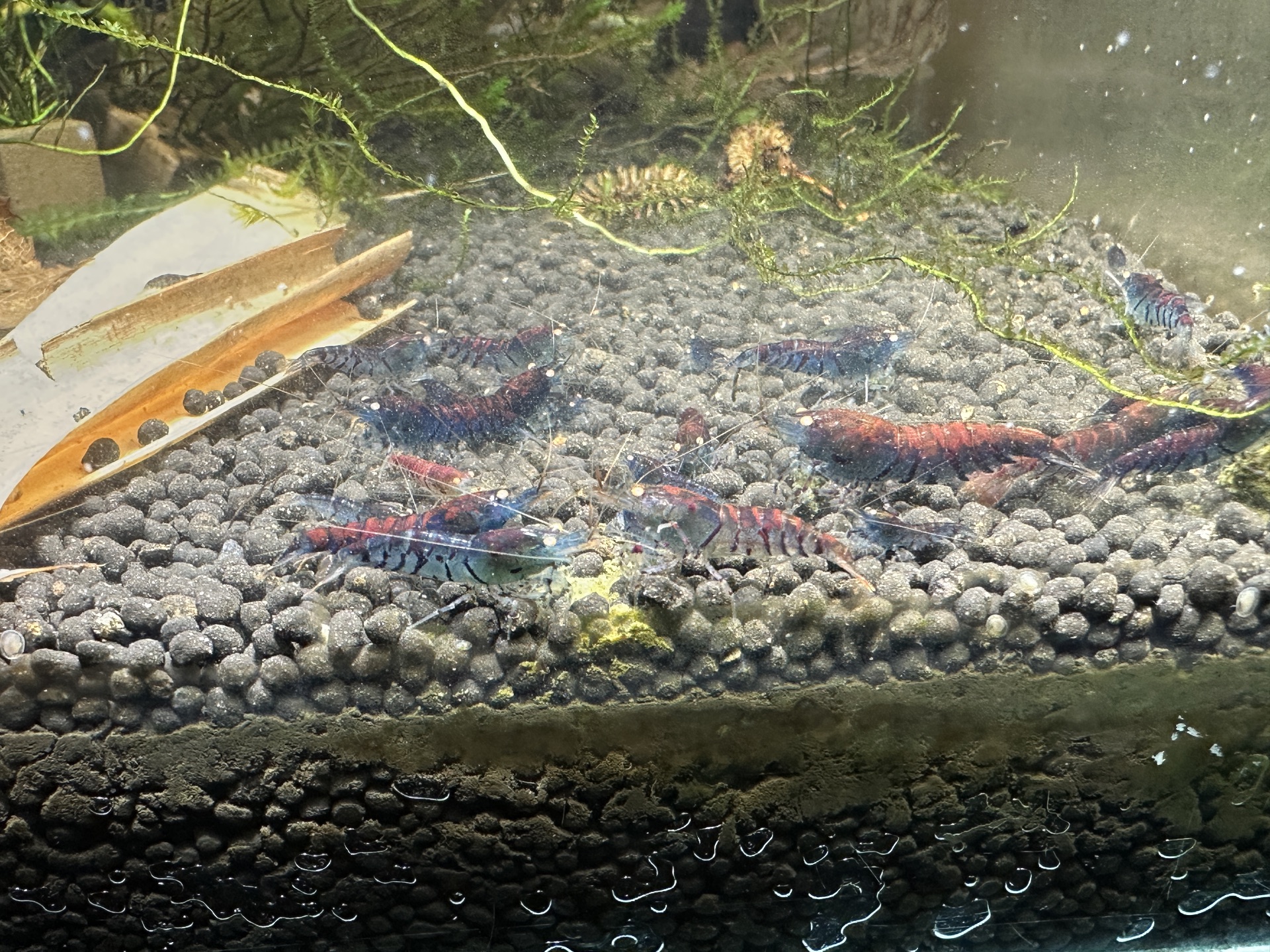 Caridina mariae Rusty Tiger OE