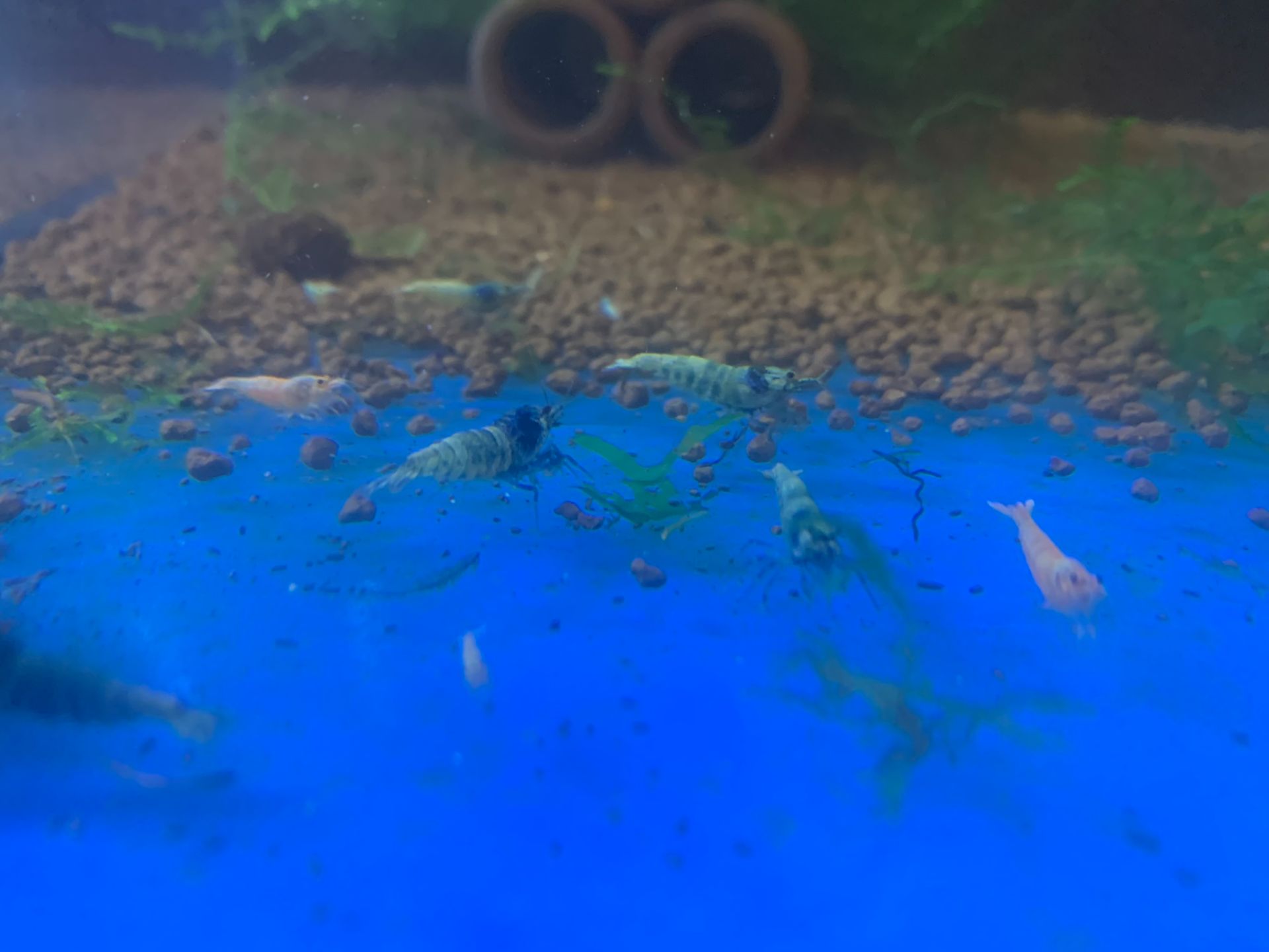 krevetky Caridina var. Blue Bolt