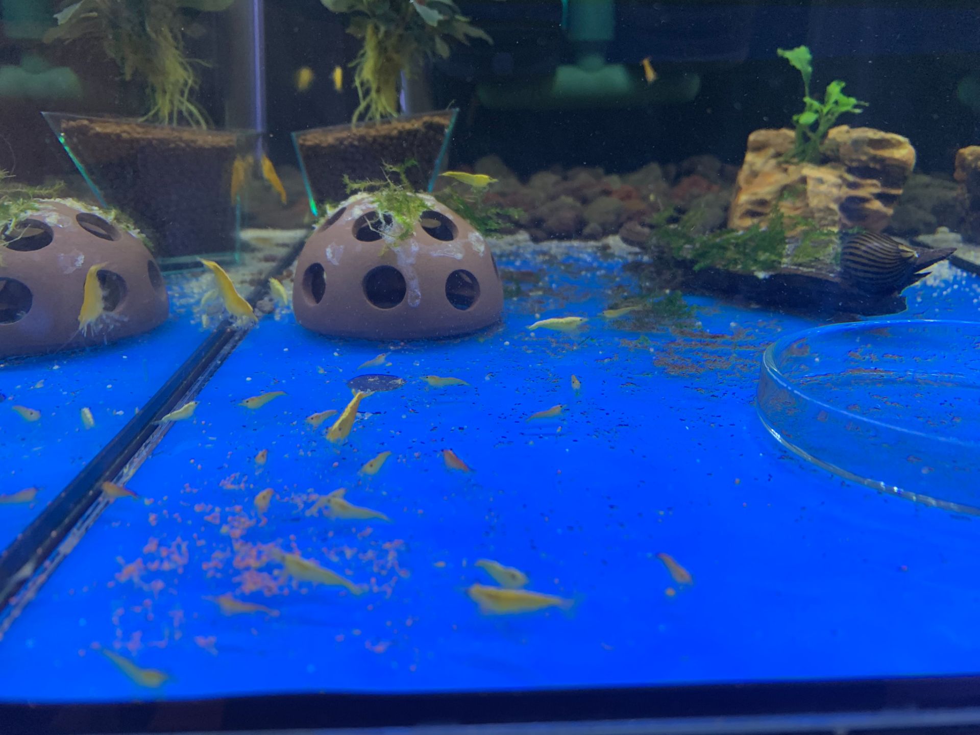 Krevetky Yellow fire - Neocaridina davidi