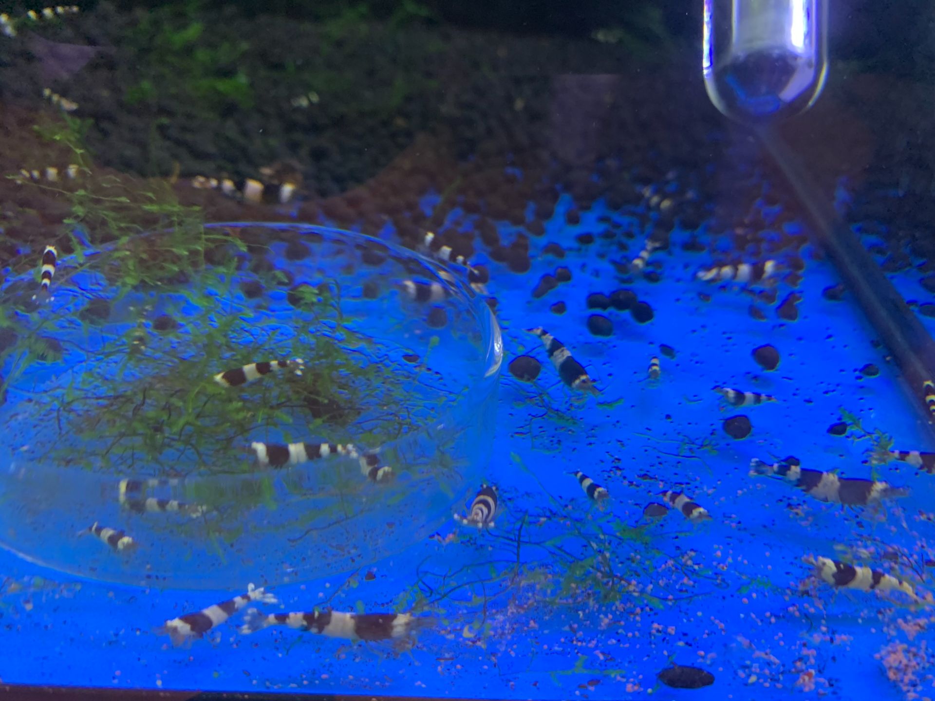 Krevetky Caridina Cantonensis var. Crystal Black