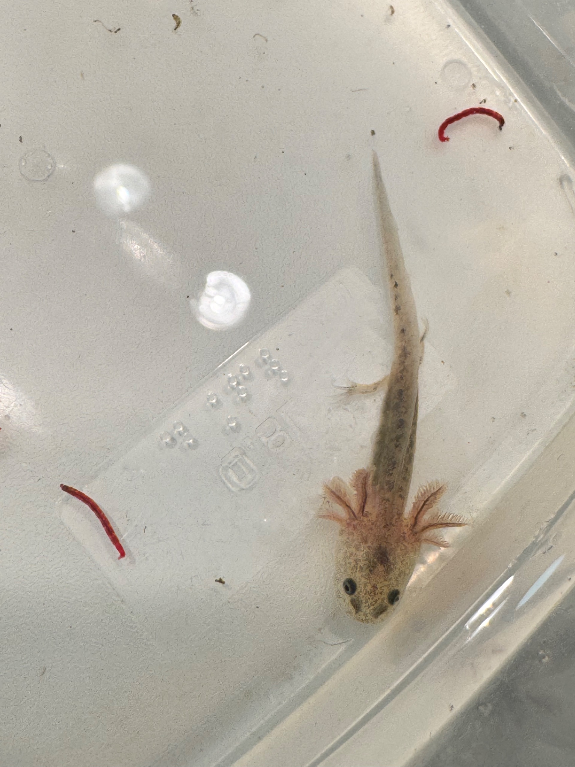 Axolotl mexický - vodní dráček