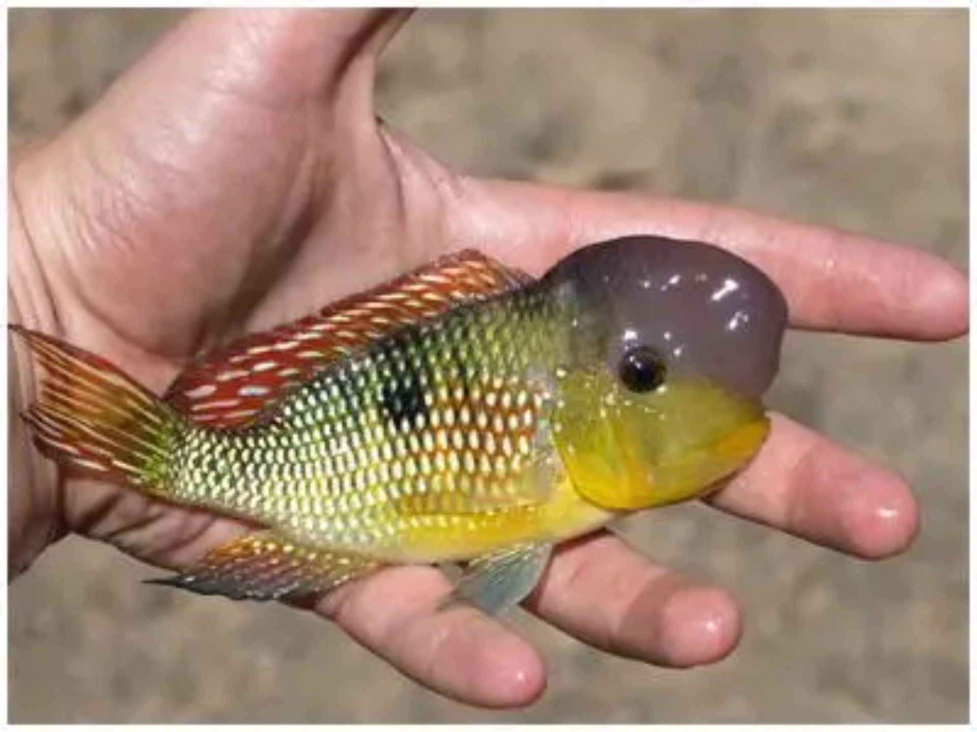 Gymnogeophagus labiatus