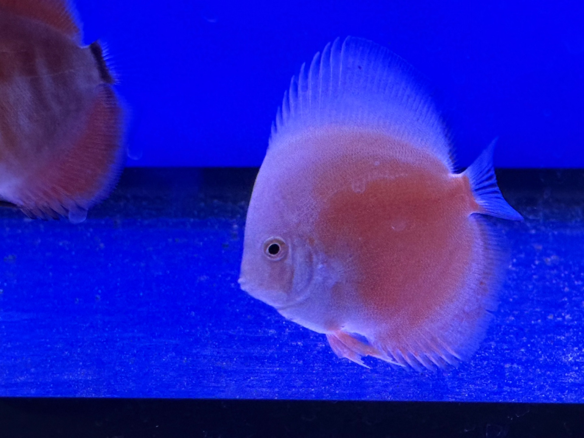 Discus 