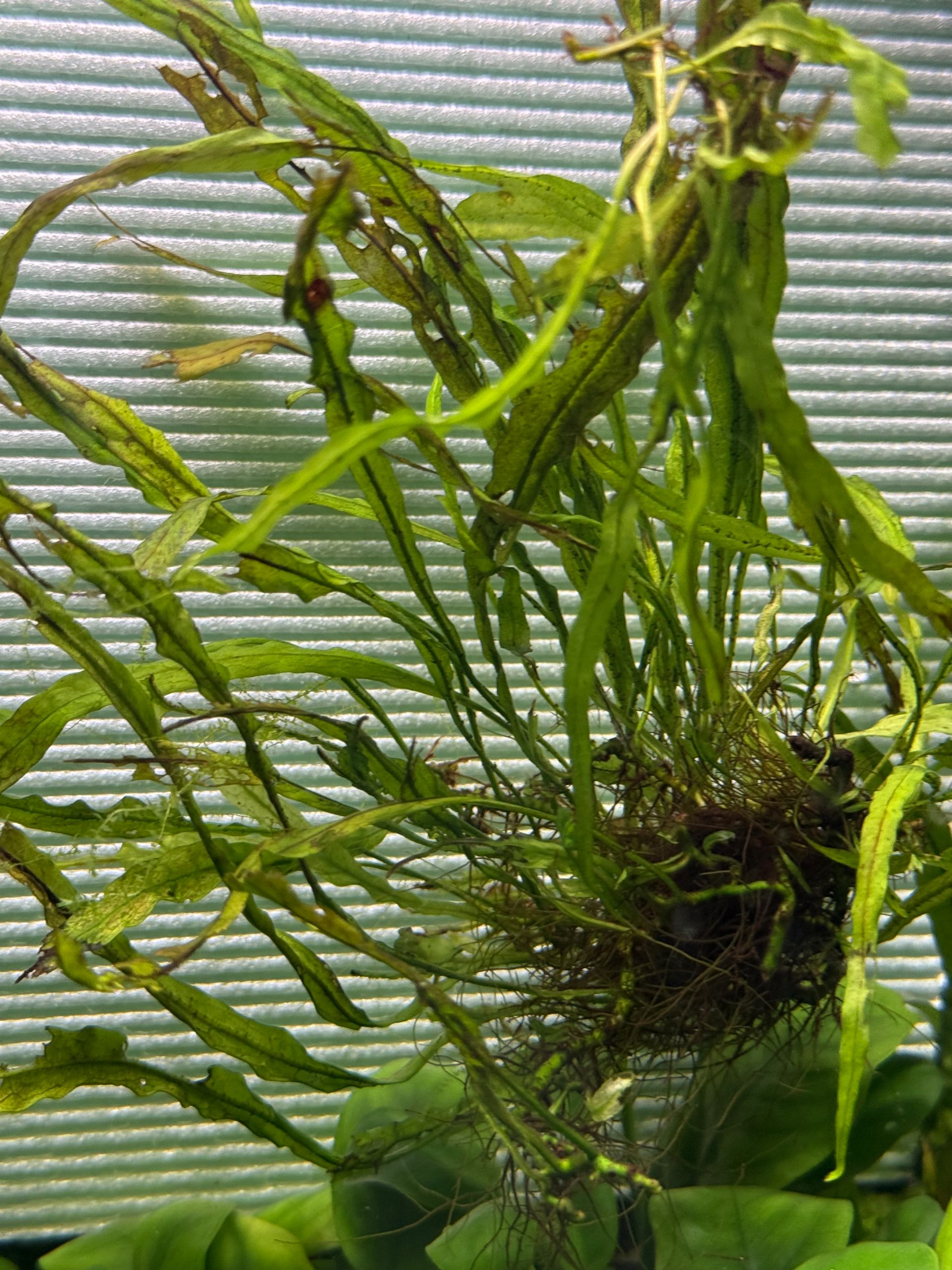  vodní kapradina Microsorium pteropus ,,Phillipine" 