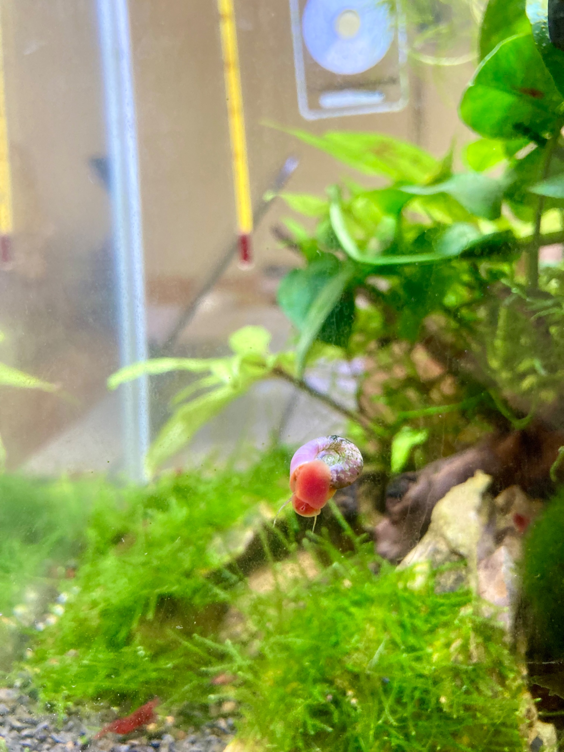 Okružák kanadský - Planorbella duryi