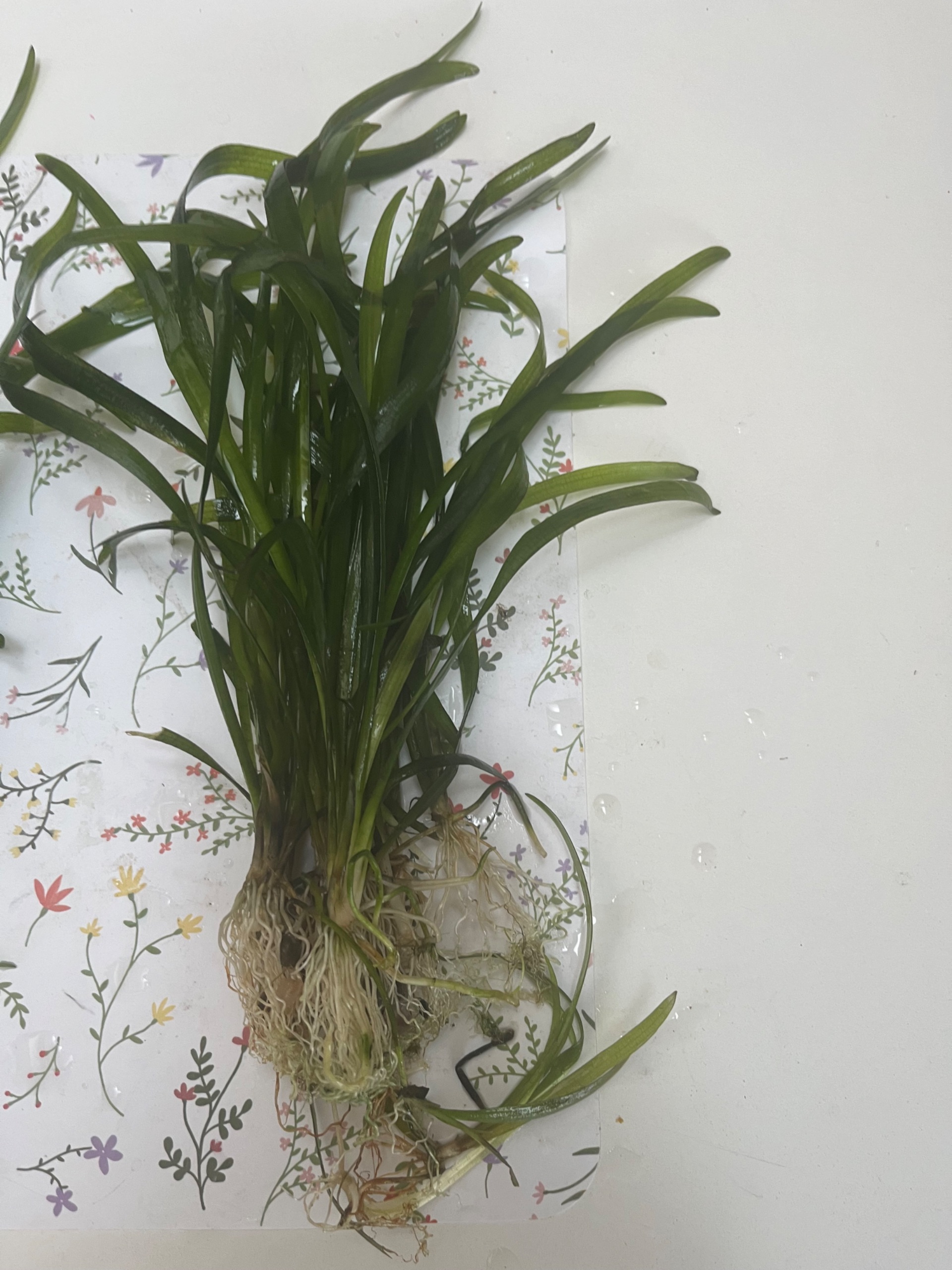 akvarijni rostlina Vallisneria