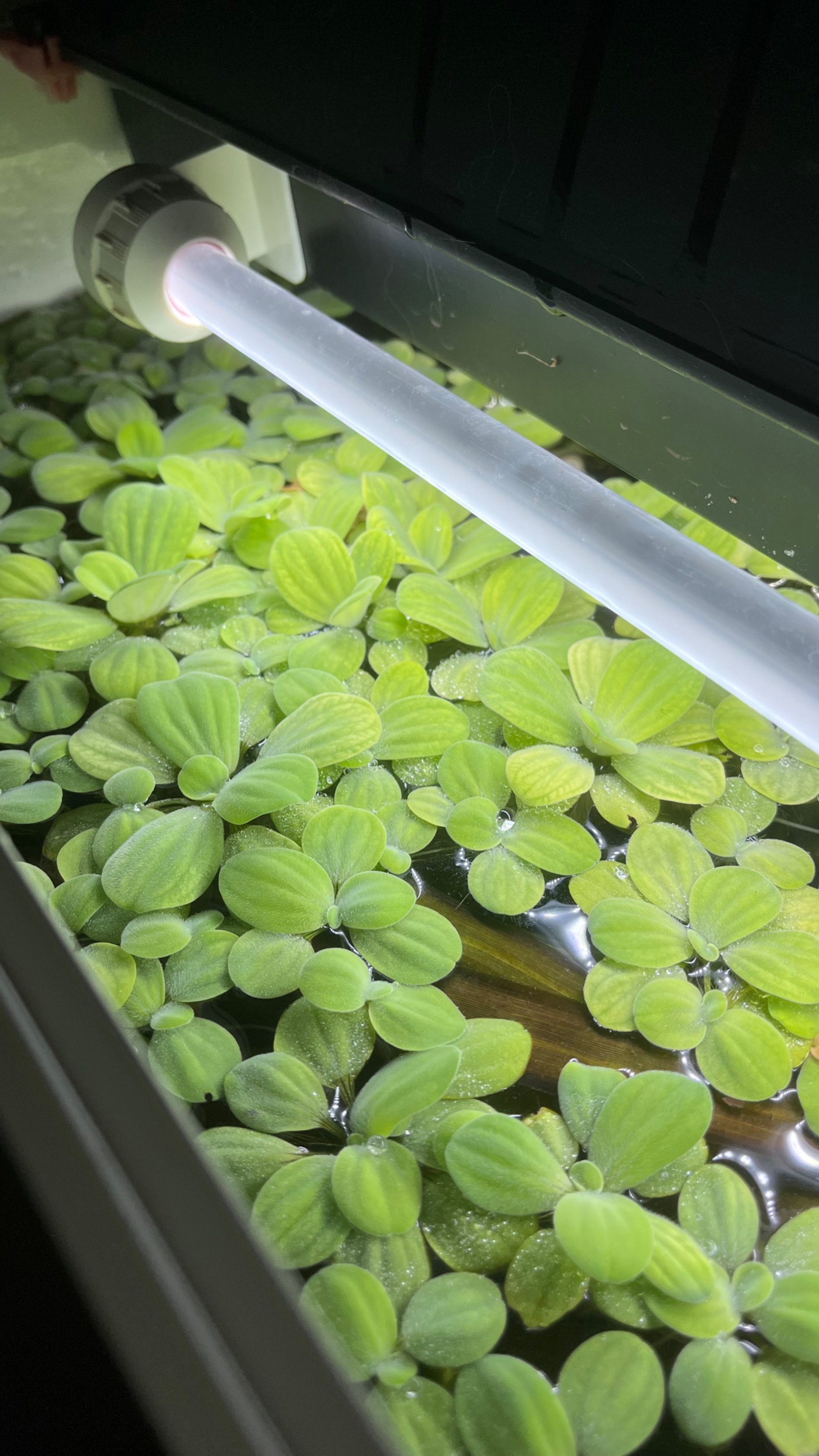 Plávajúca rastlina - Pistia stratiotes