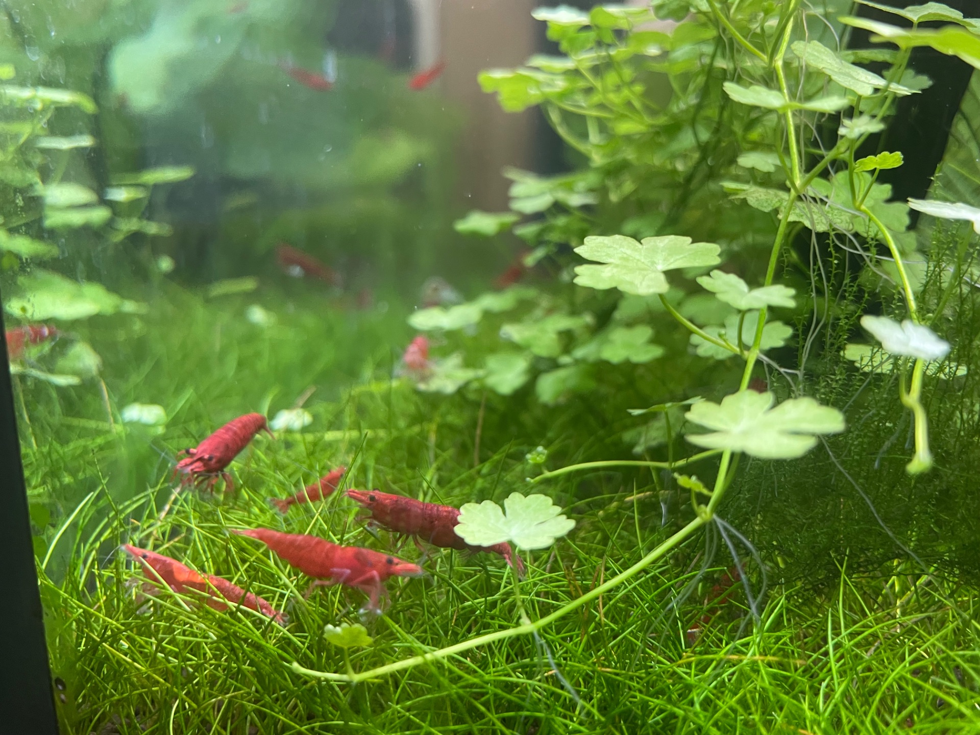 Neocaridina Davidi var. Sakura Red