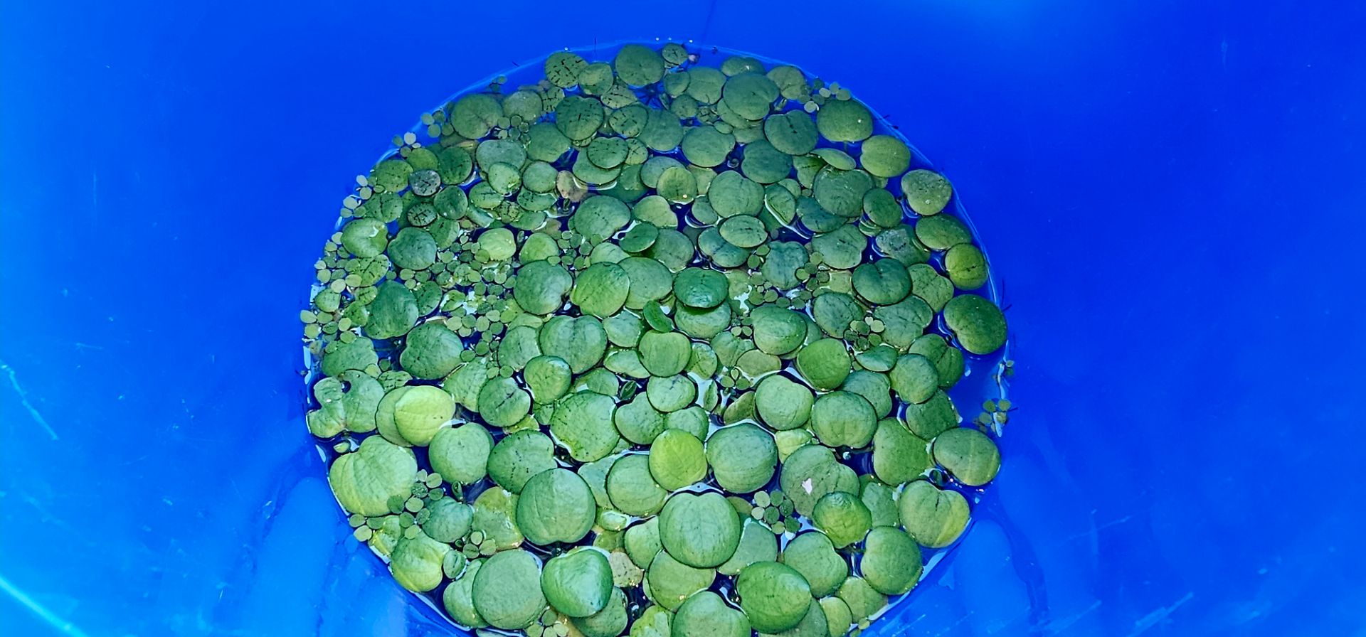 Plovoucí rostlinky 