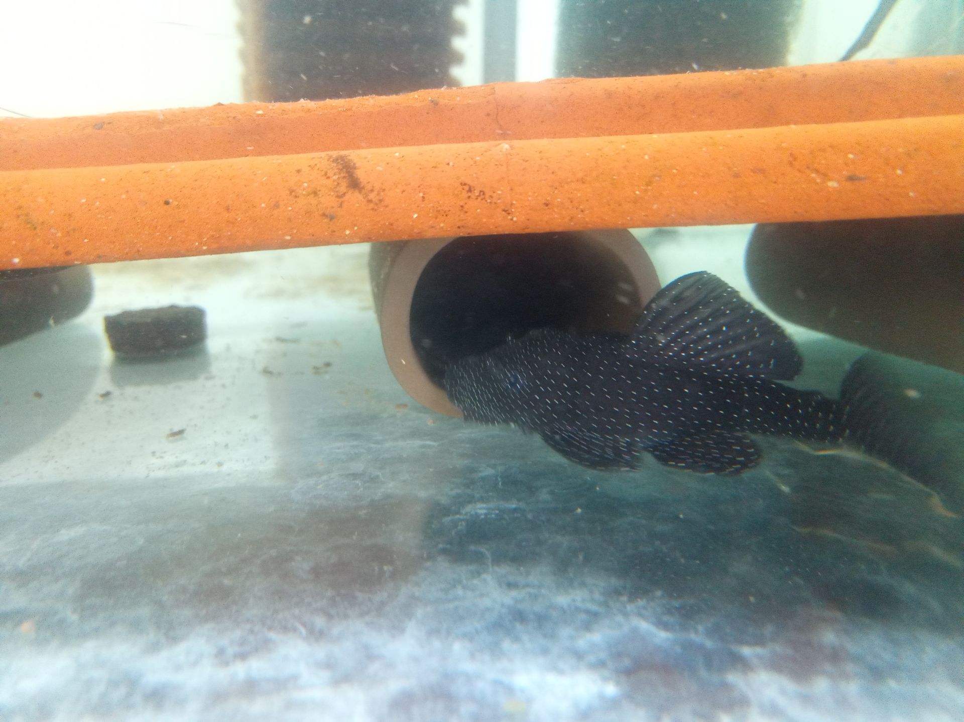 Ancistrus L213 a pterophylum scalare