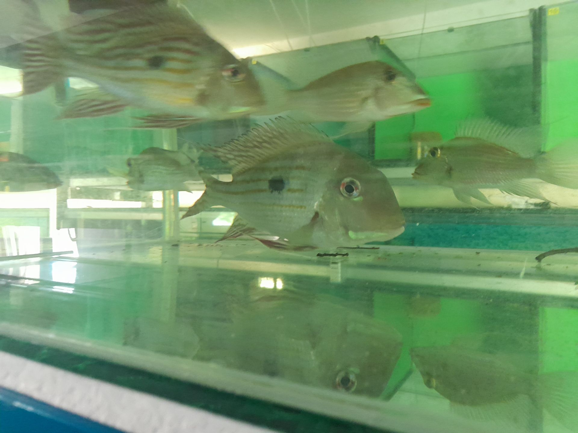 geophagus winemilleri