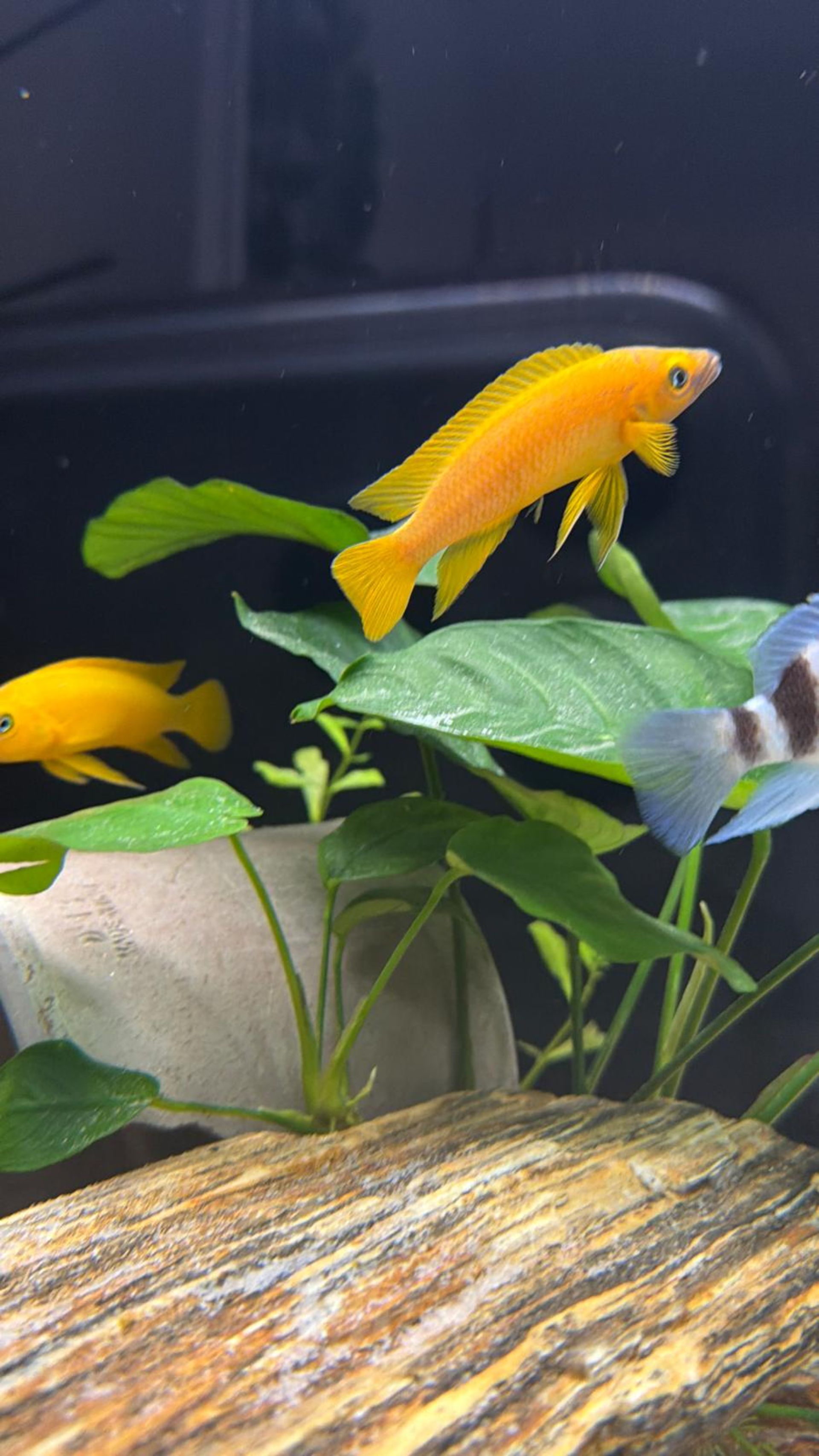 Altolamprologus leleupi 