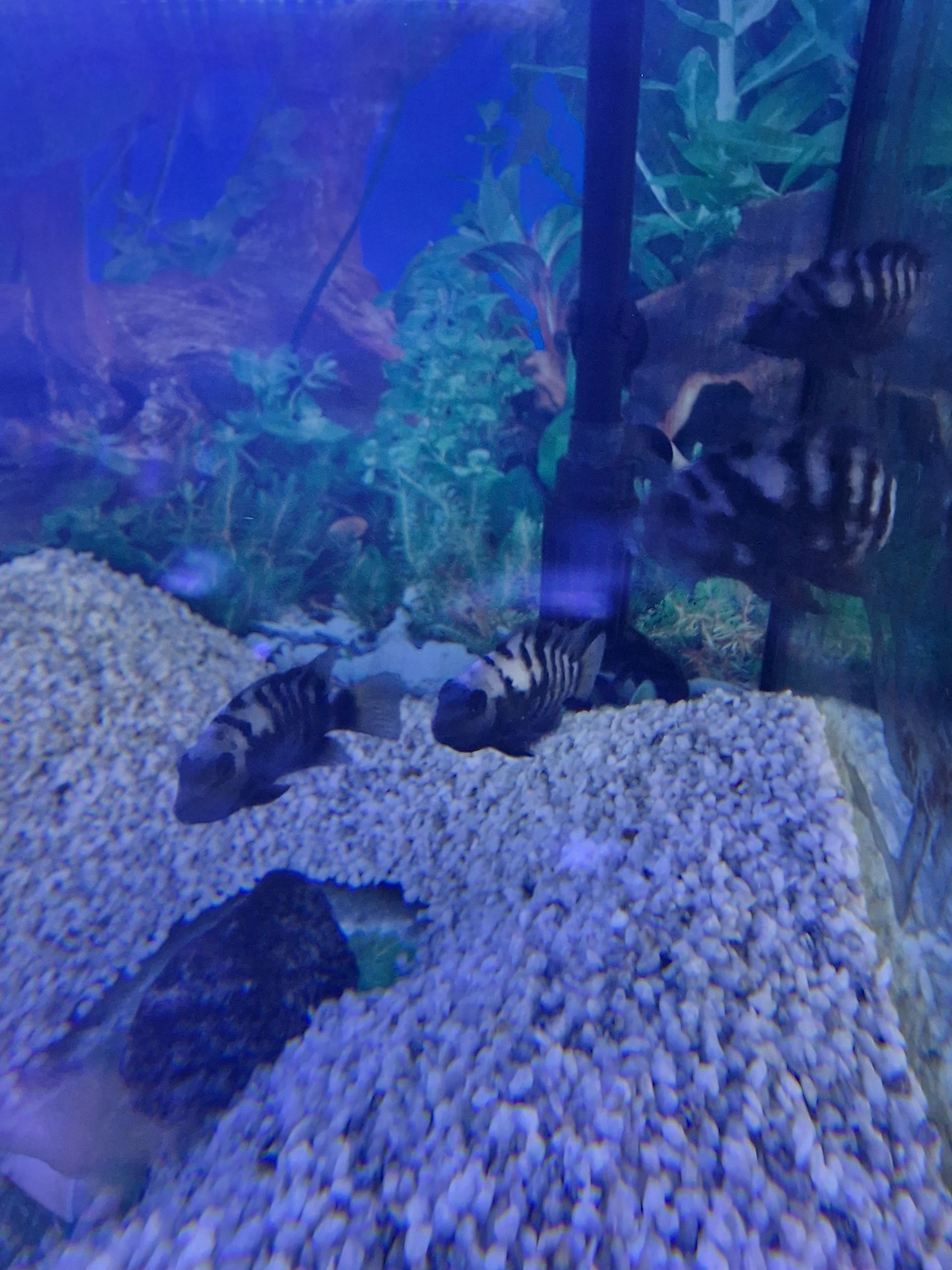 Kančík příčnopruhý