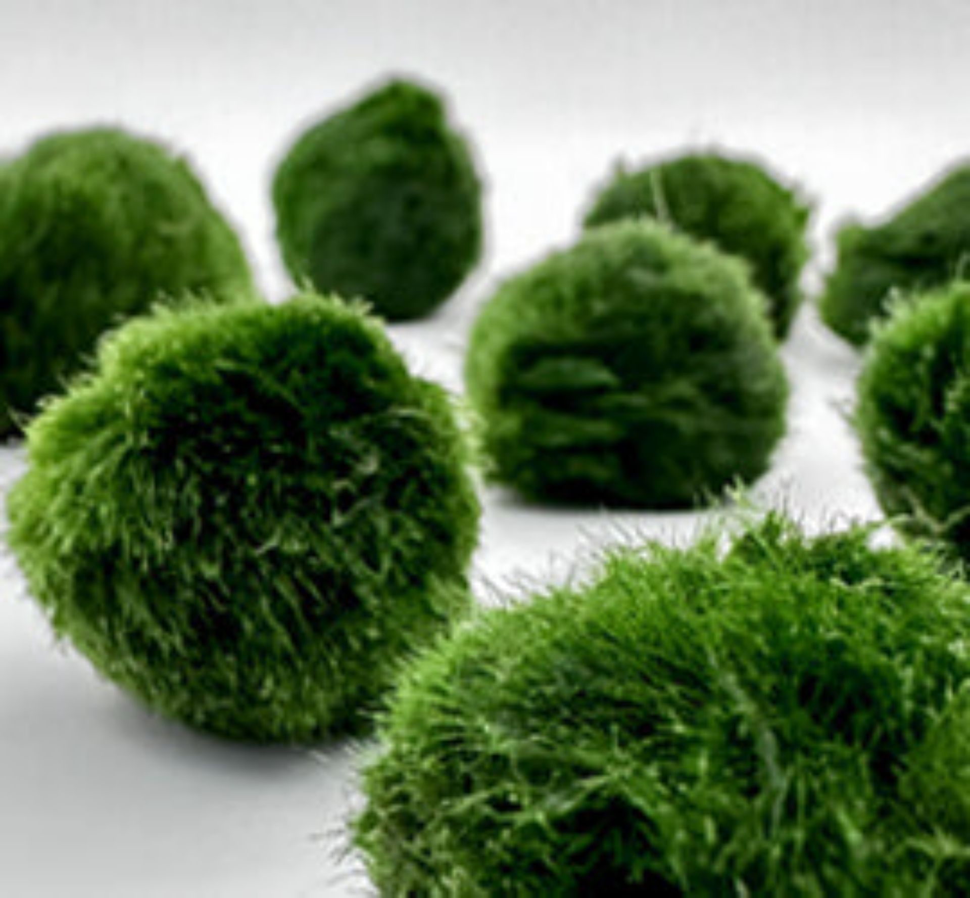 AKCE NEJLEVNĚJŠÍ řasokoule