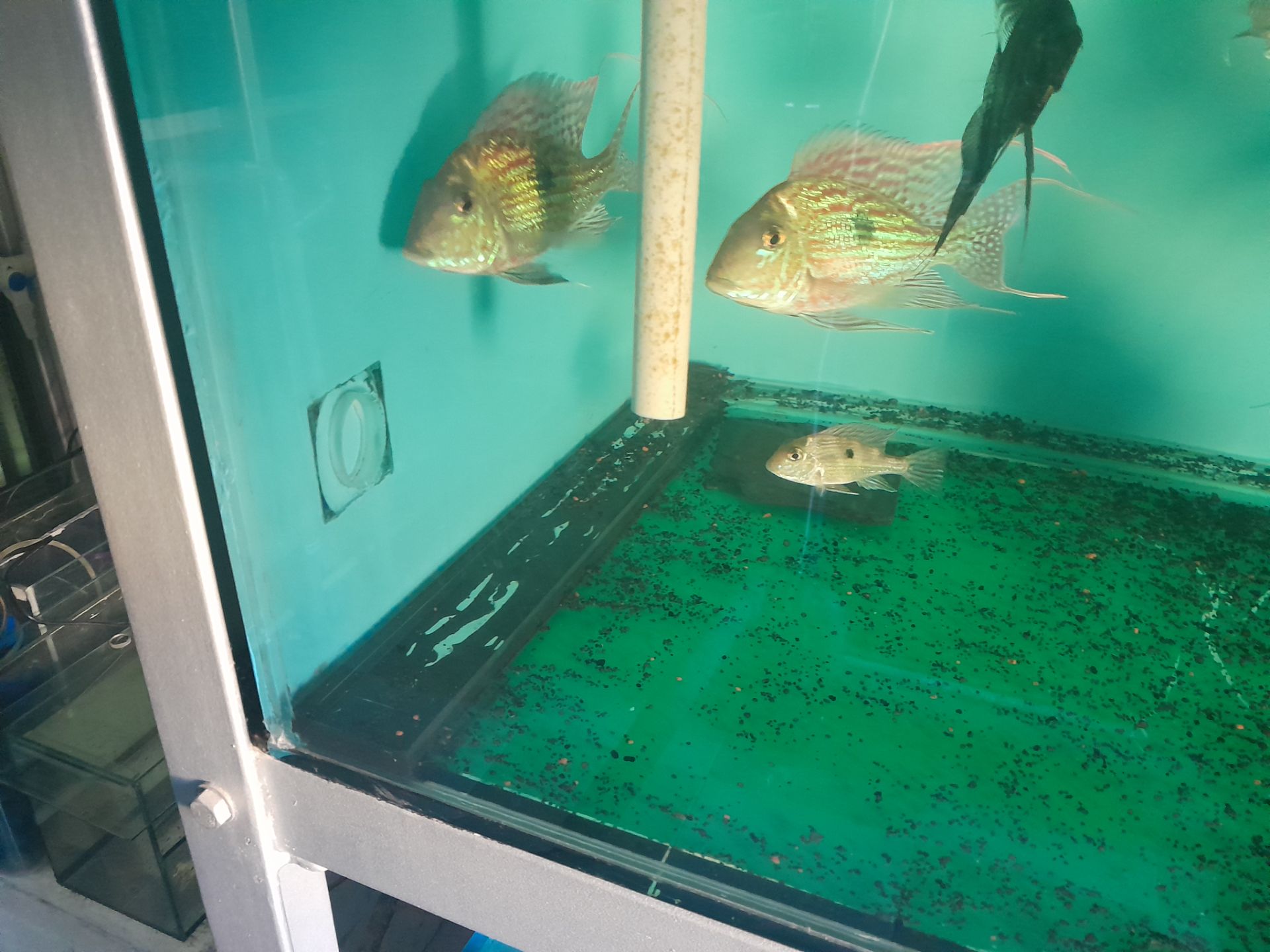 geophagus sveni zio parana