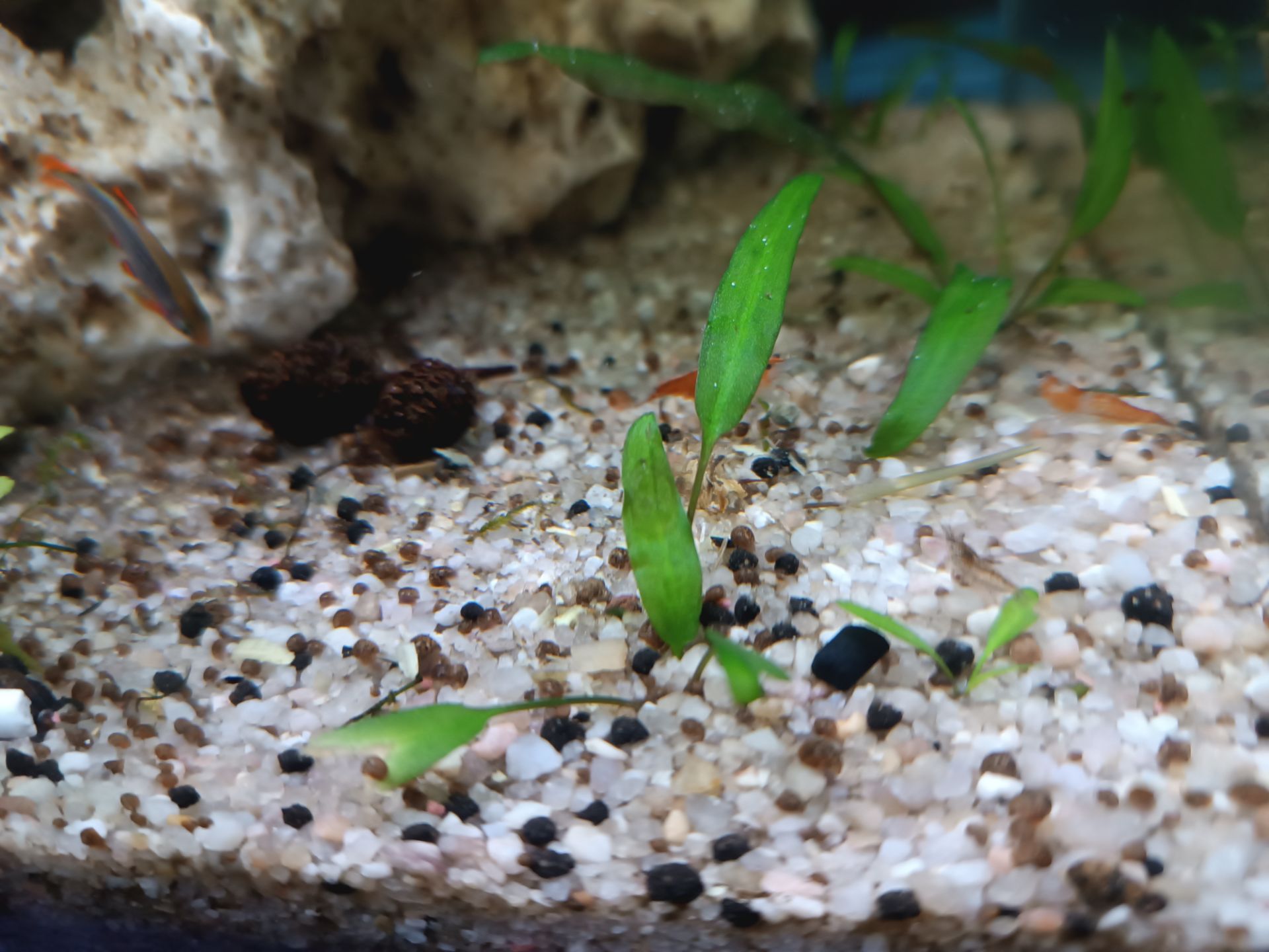 Okružák kanadský (Planorbella duryi)