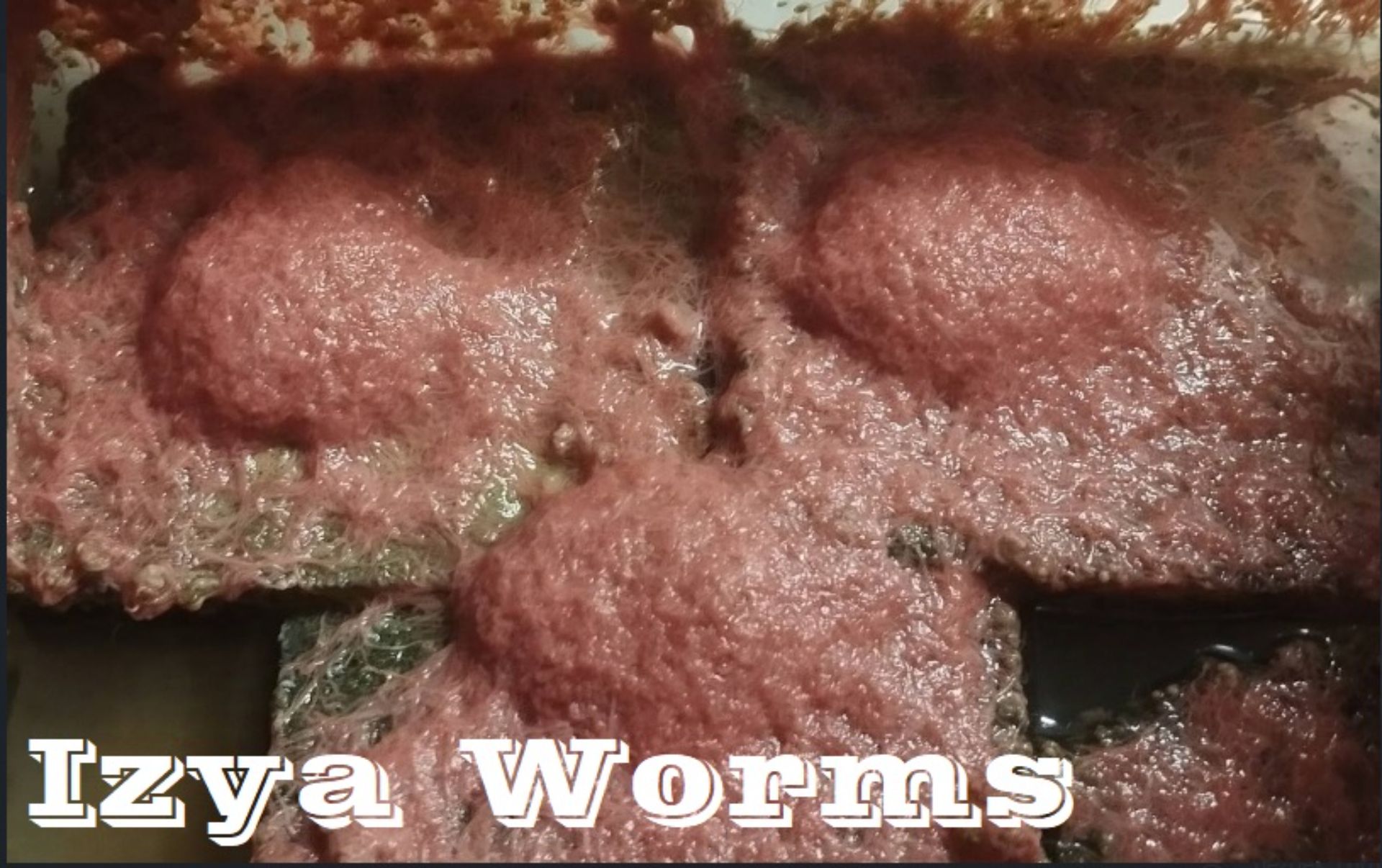 Živé krmivo, násady k založení celoročního domácího chovu