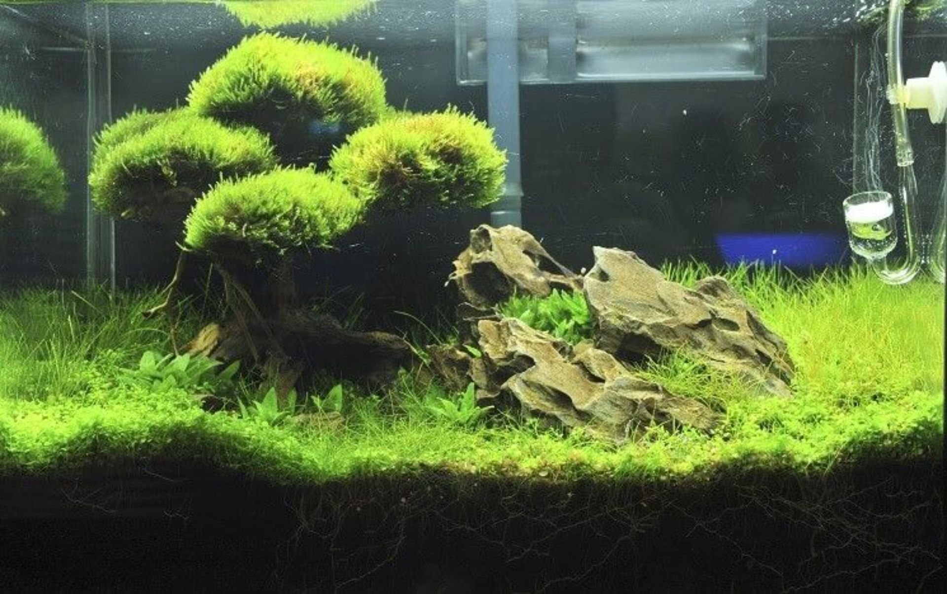 Jávský mech-Java Moss-Taxiphyllum barbieri
