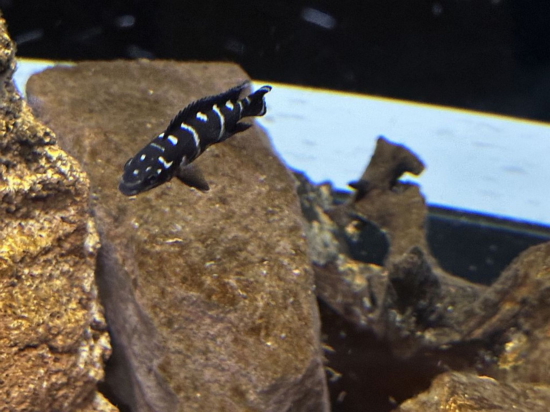 Tanganjikasee cichlidi Julidochromis transcriptus kissi