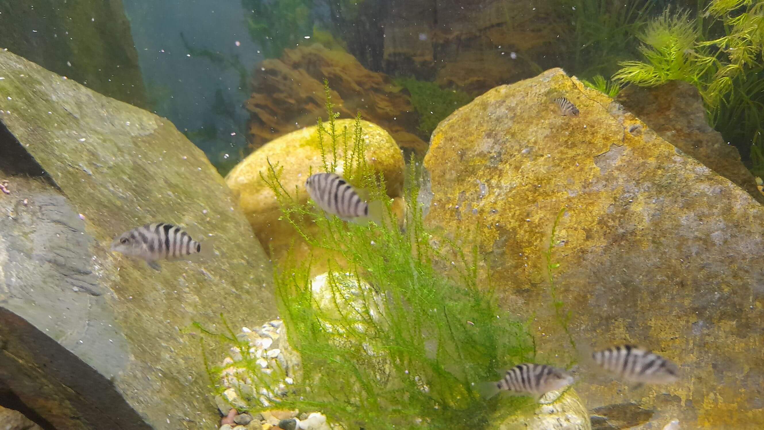 Kančík příčnopruhý 