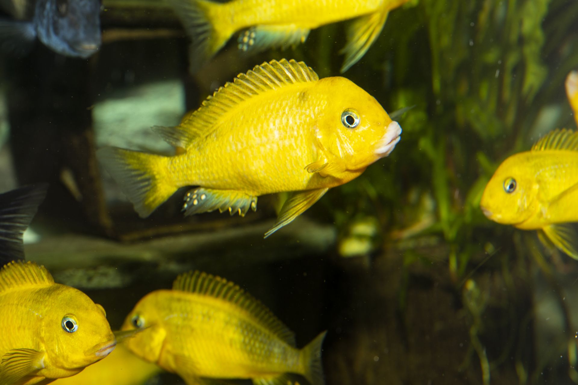 Tropheus sp. black Kiriza Gold