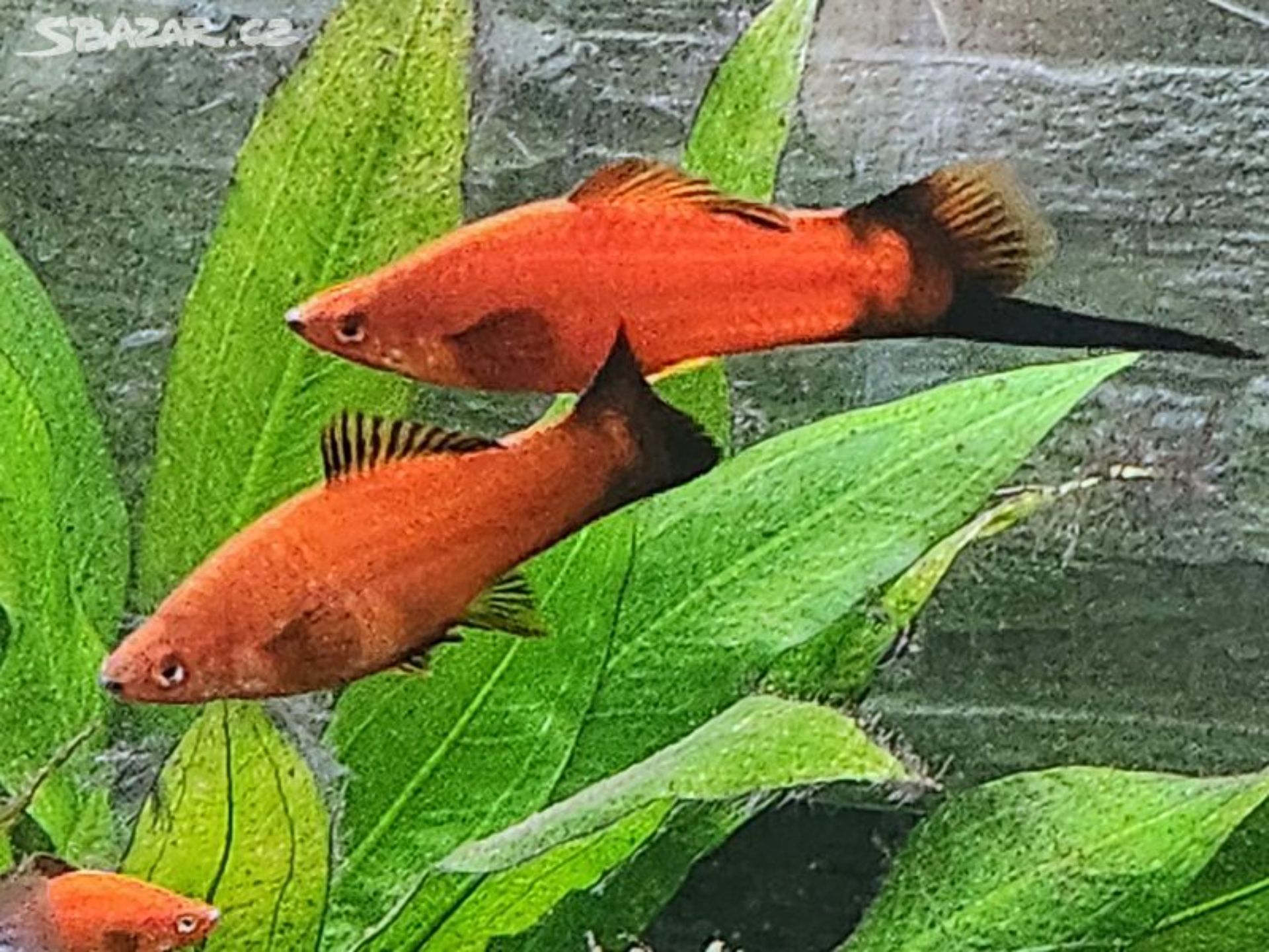 Mečovka ADA Xiphoporus Helleri ADA