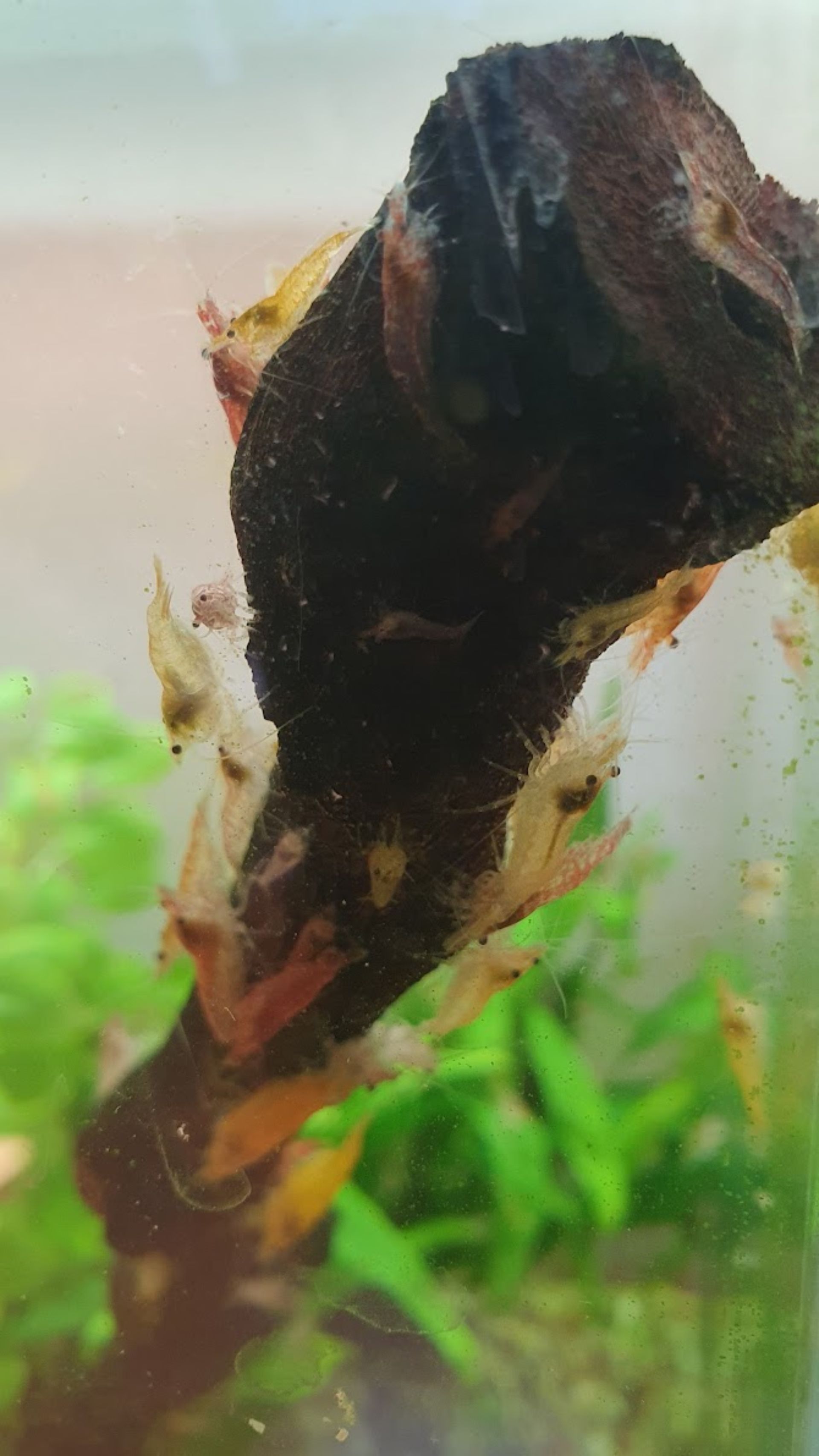 Krevetky Neocaridina davidi (Red cherry)