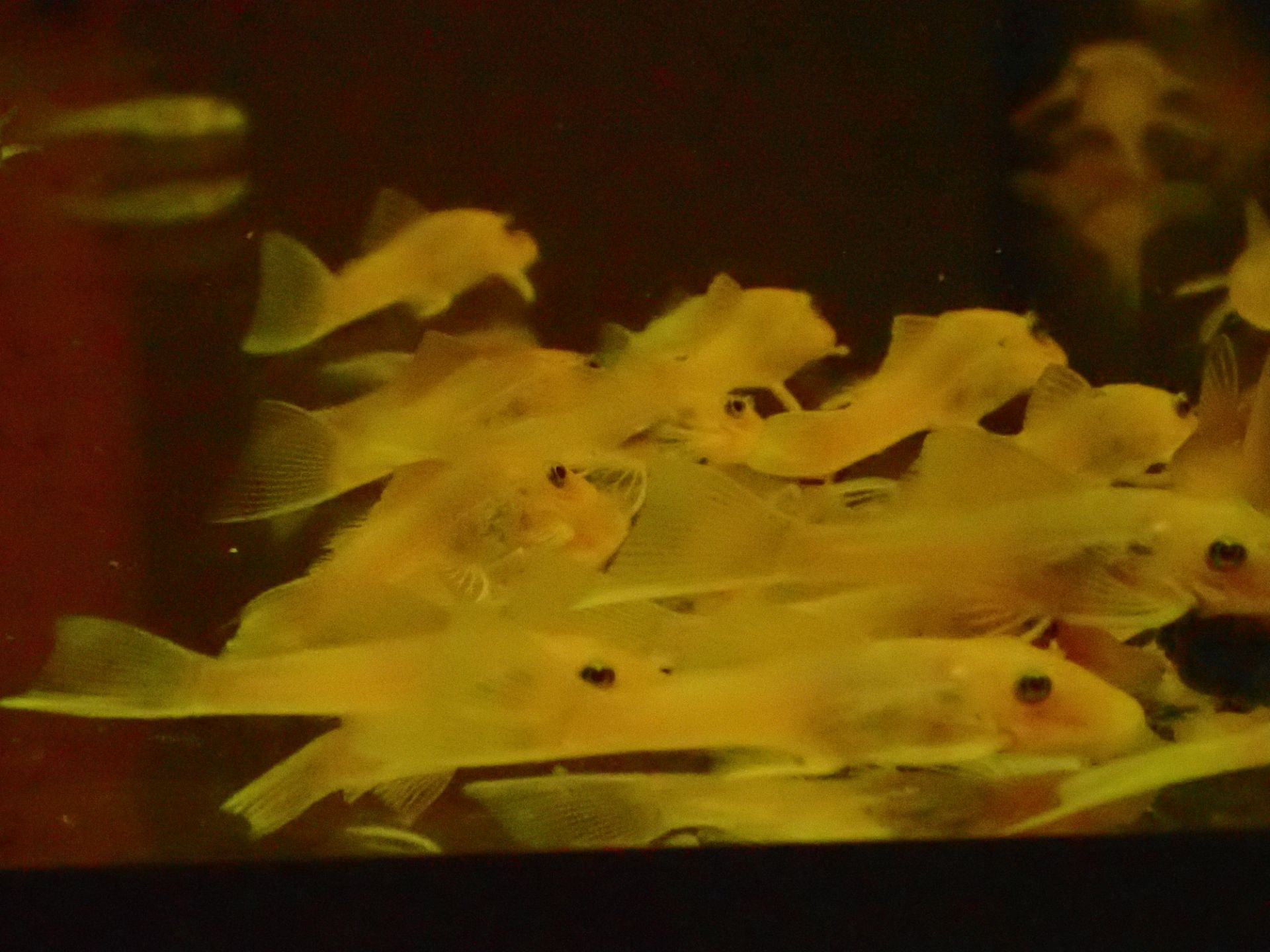 Ancistrus L144 Lemon