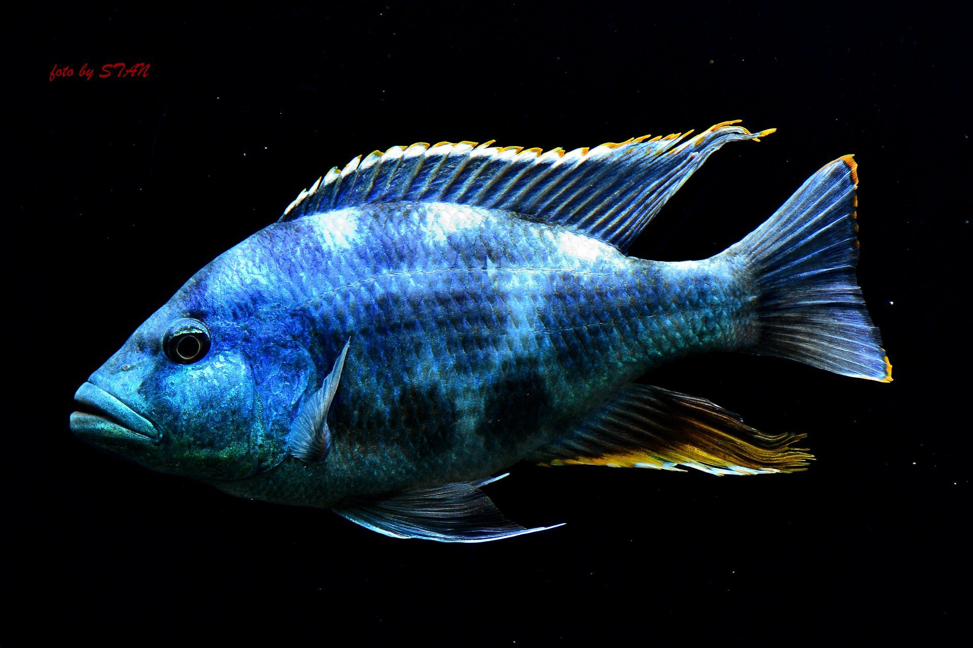 Nimbochromis livingstoni