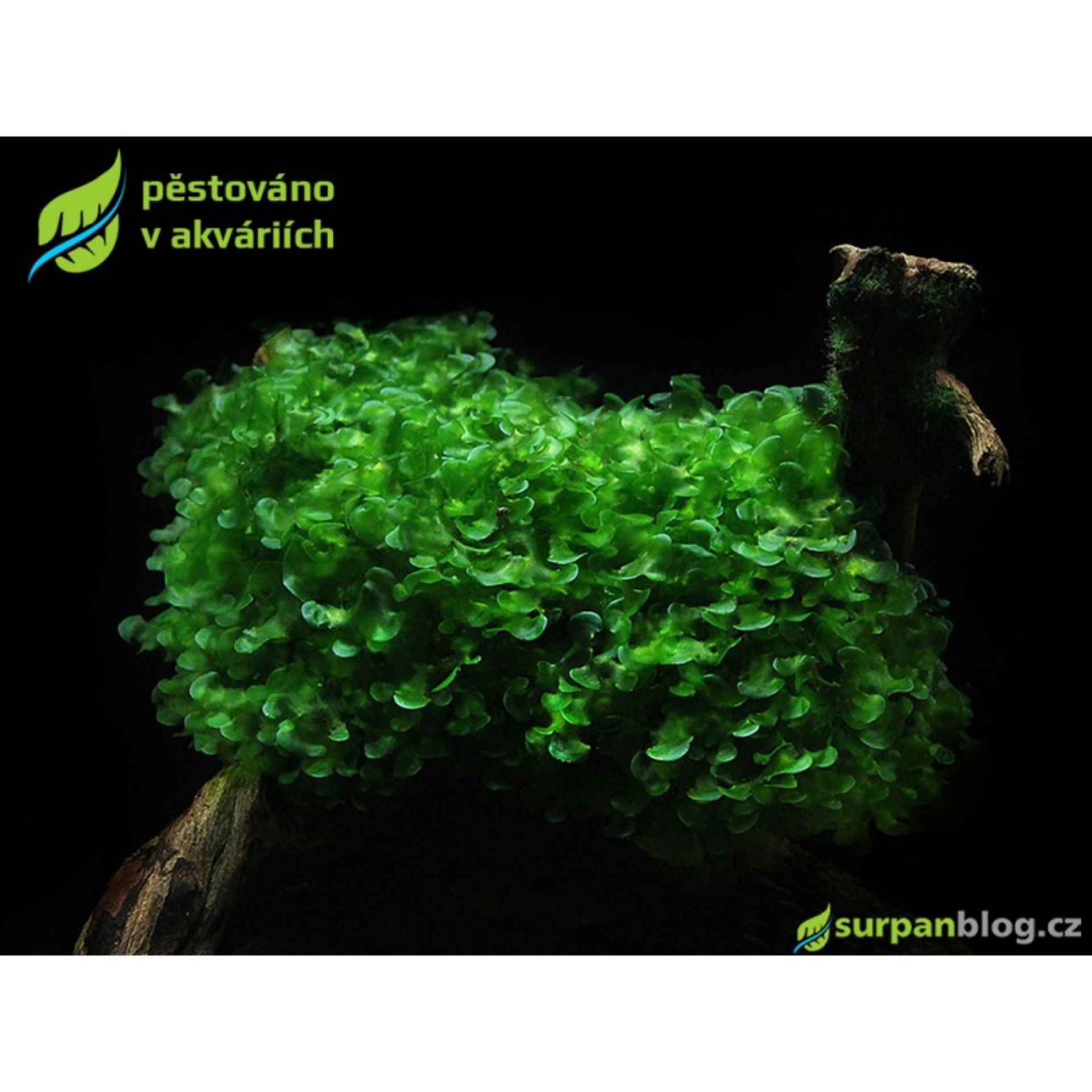LOMARIOPSIS LINETATA - ROUND PELLIA