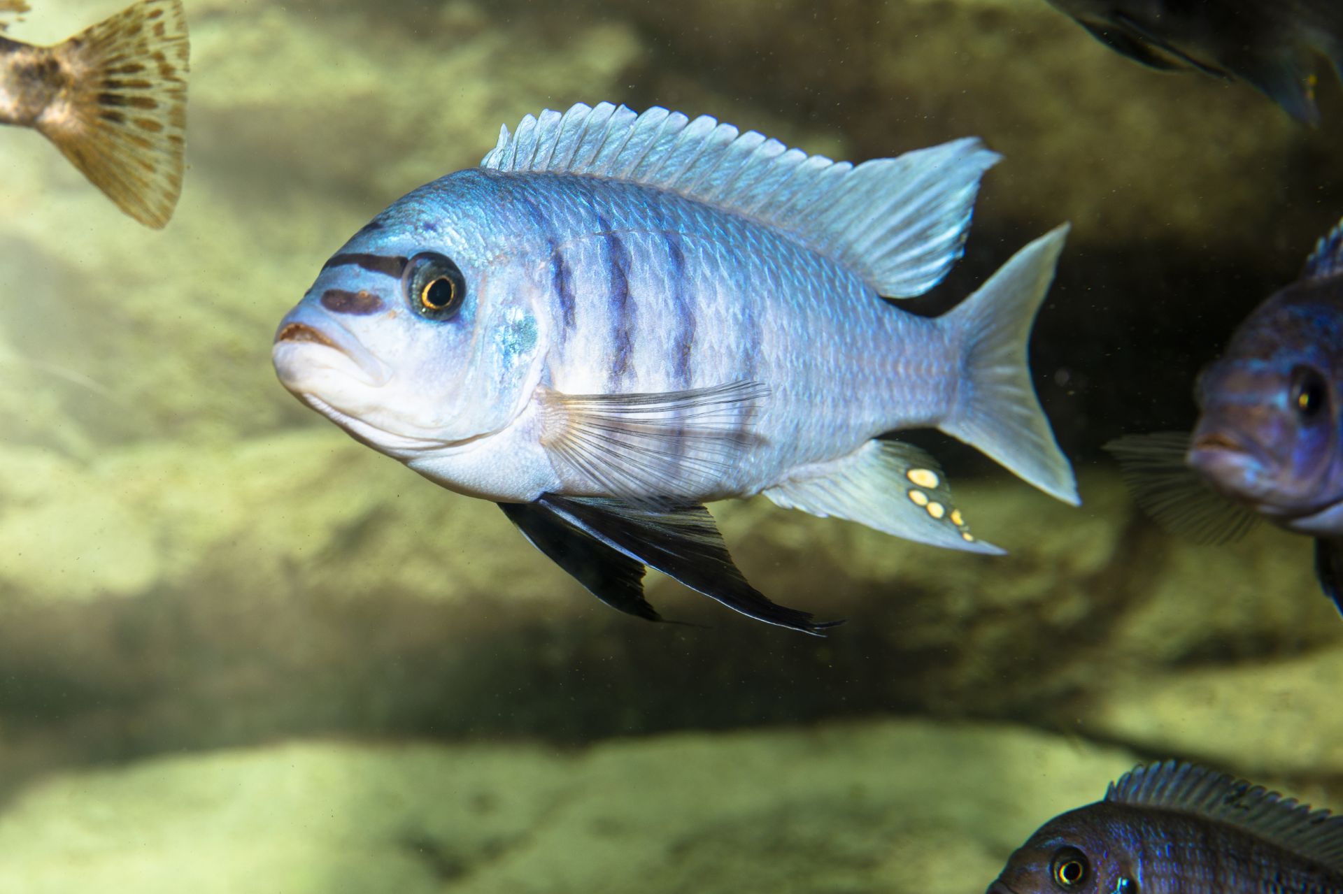 Metriaclima fainzilberi Maison Reef