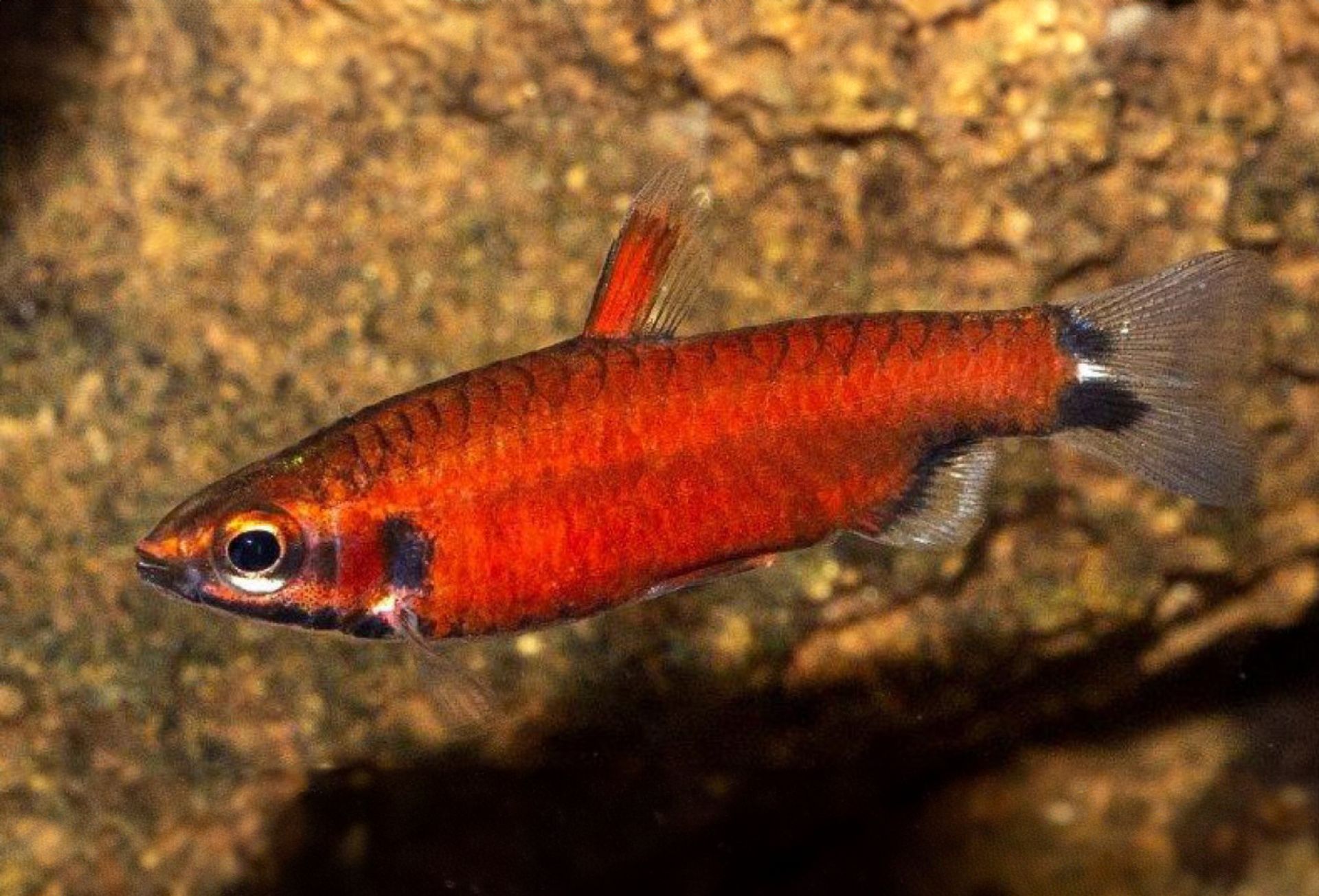 Nannostomus amaya super red