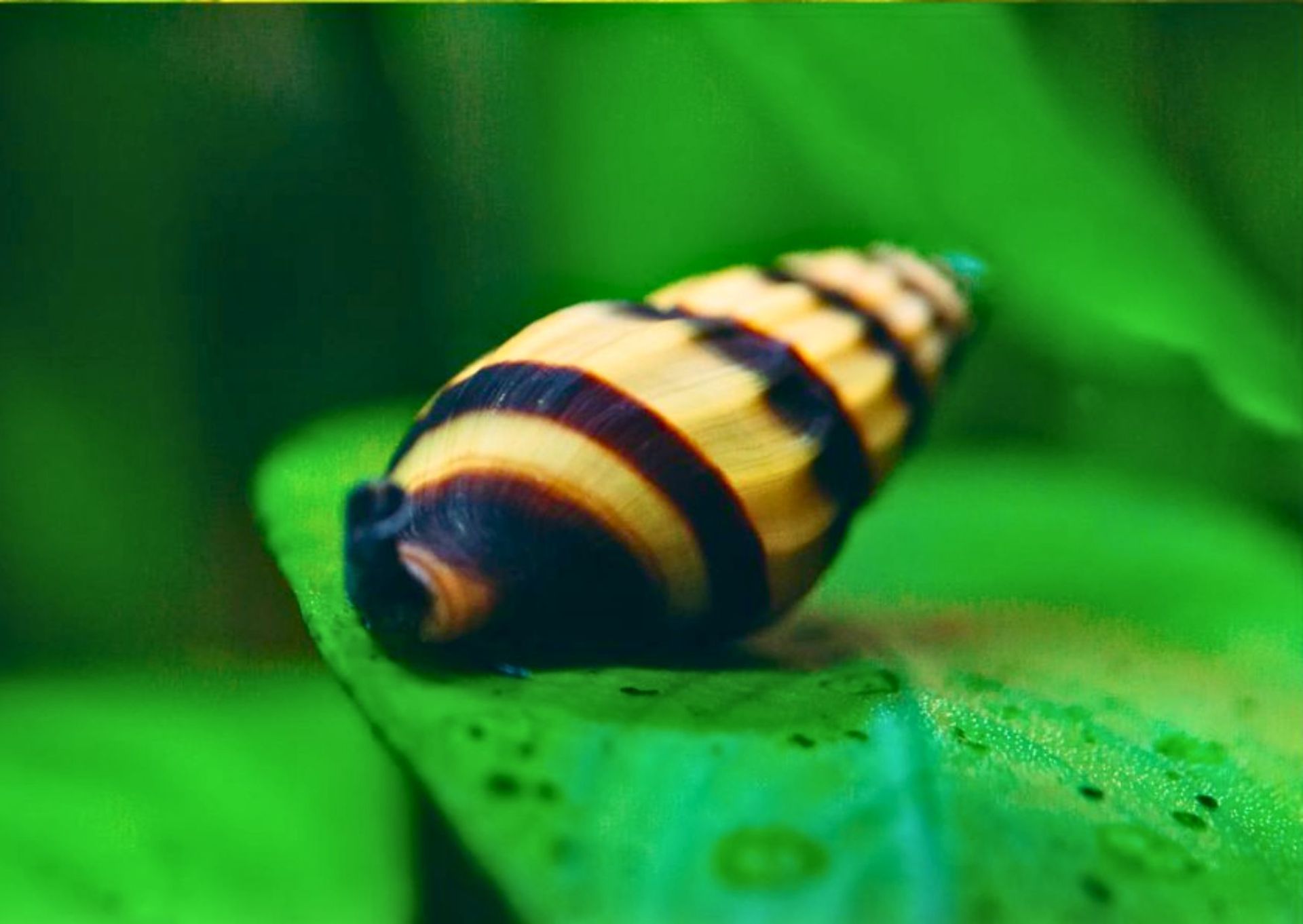 Anentome helena (Clea helena)