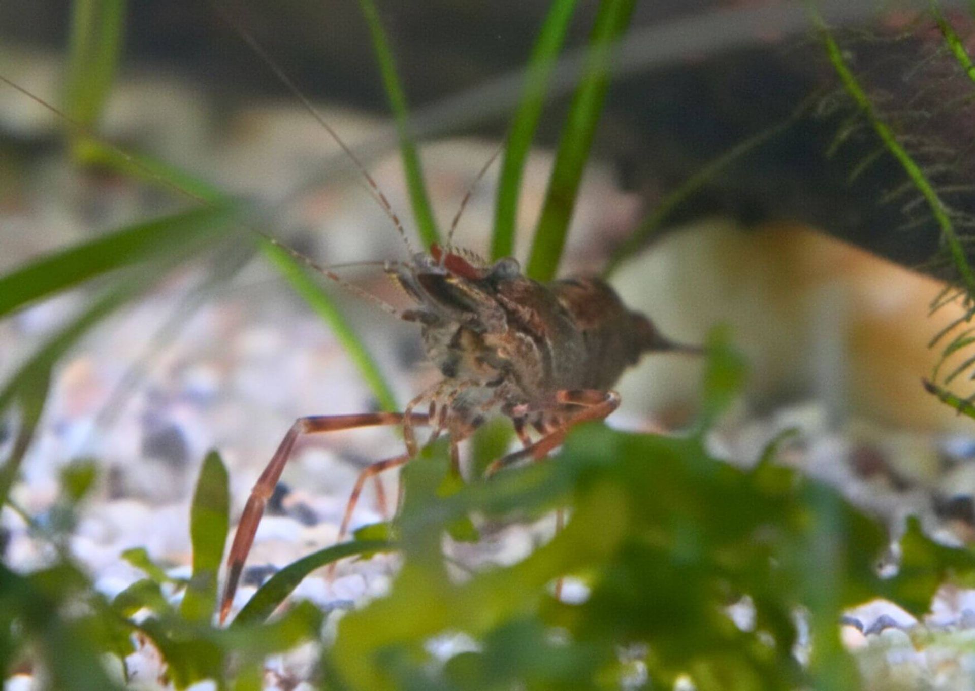 Macrobrachium dayanum - krevetka čokoládová