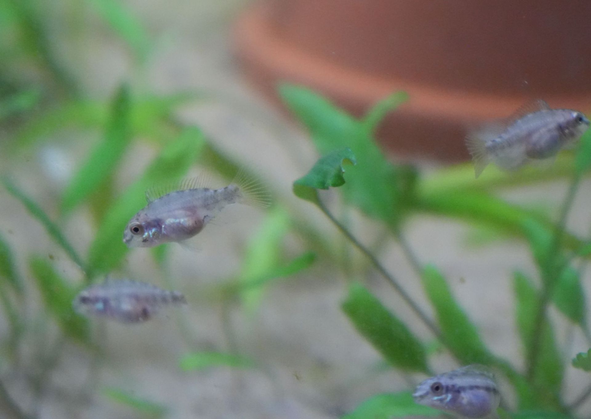 Je radost sledovat, jak potěr P. pulcher krásně roste a drobné rybky mají plná bříška:)