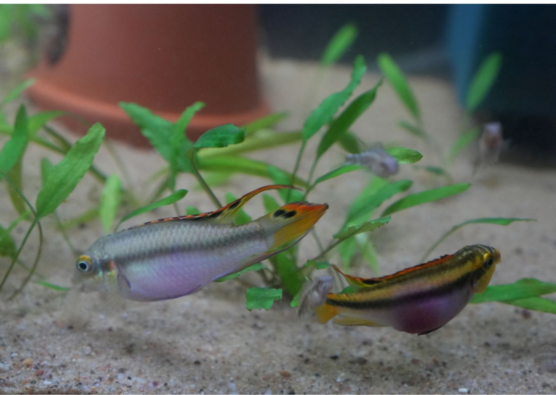 Pelvicachromis pulcher rádi při hledání potravy prosívají písek. Ideální je křemičitý písek o zrnitosti 0,8–1,2 mm.