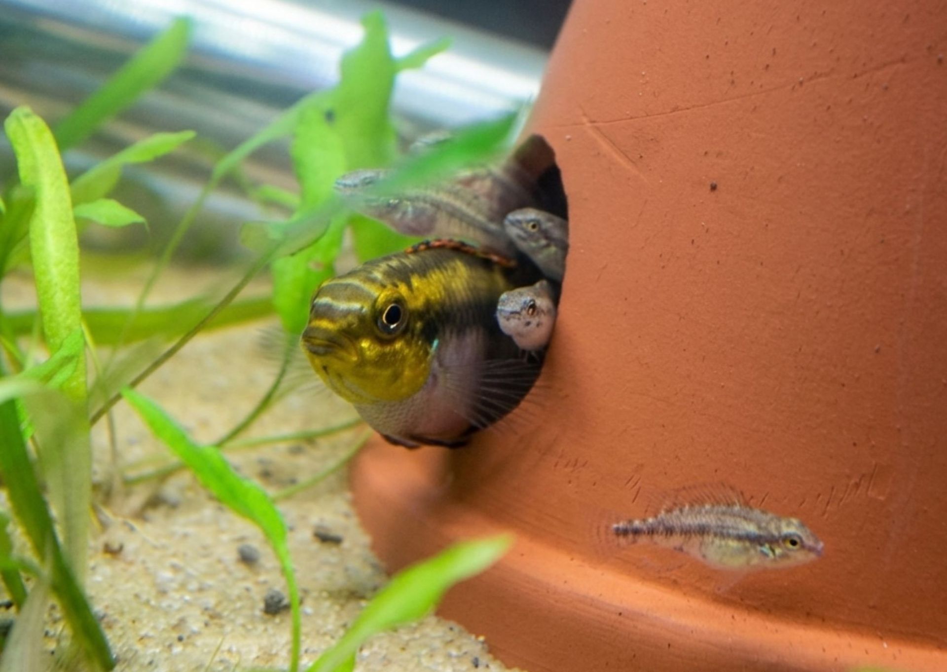 🌈 Pelvicachromis pulcher