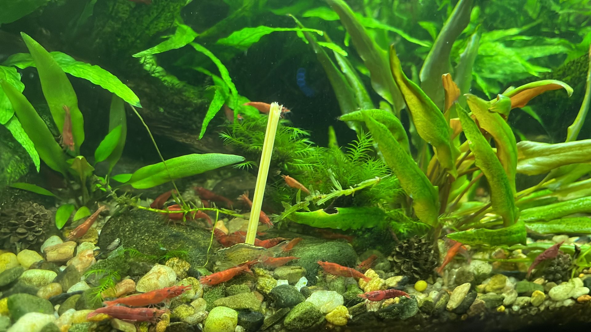 Neocaridina Davidi - Blue dream + Sakura red