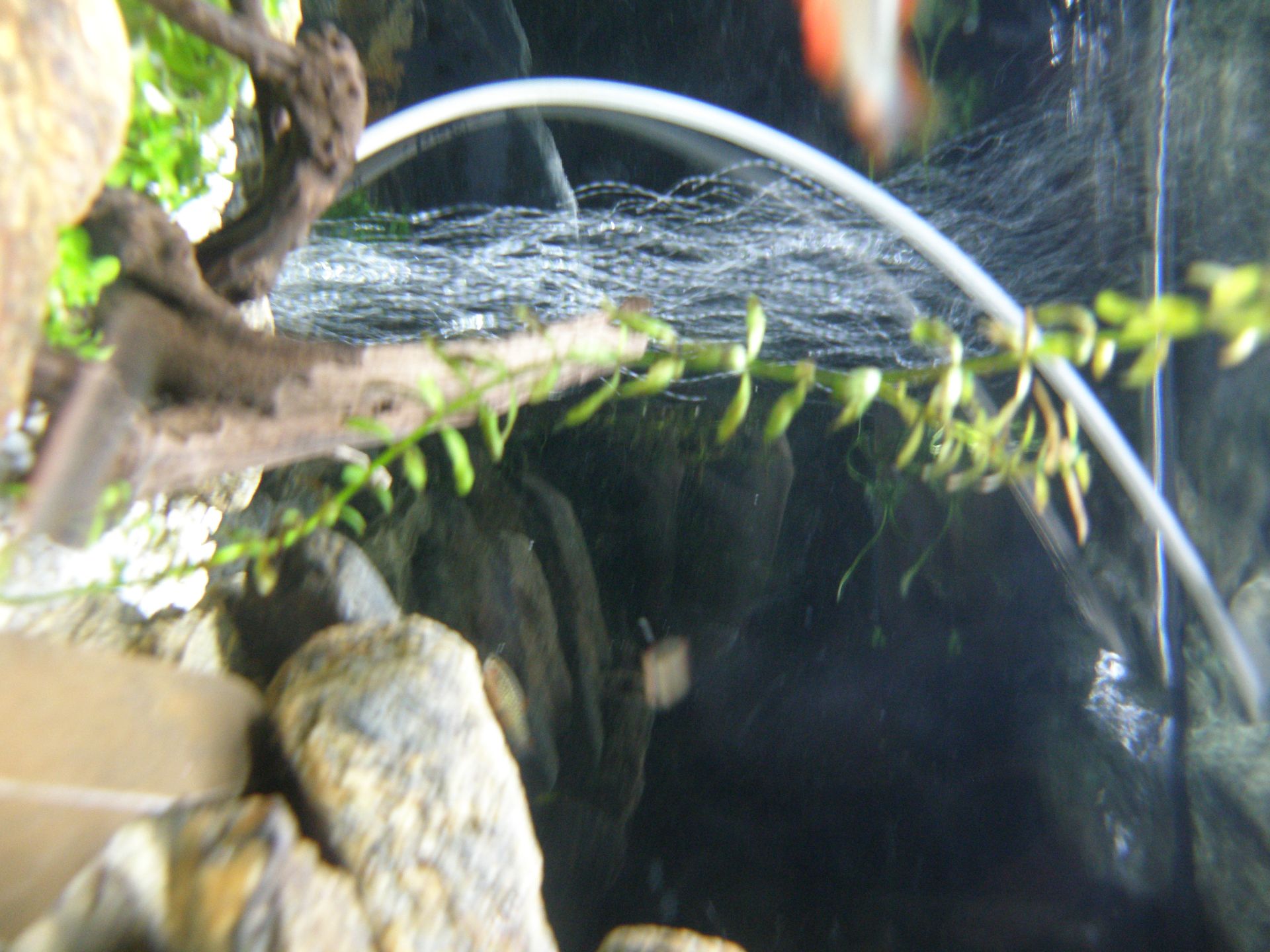 Vodní mor kanadský (Elodea canadensis)