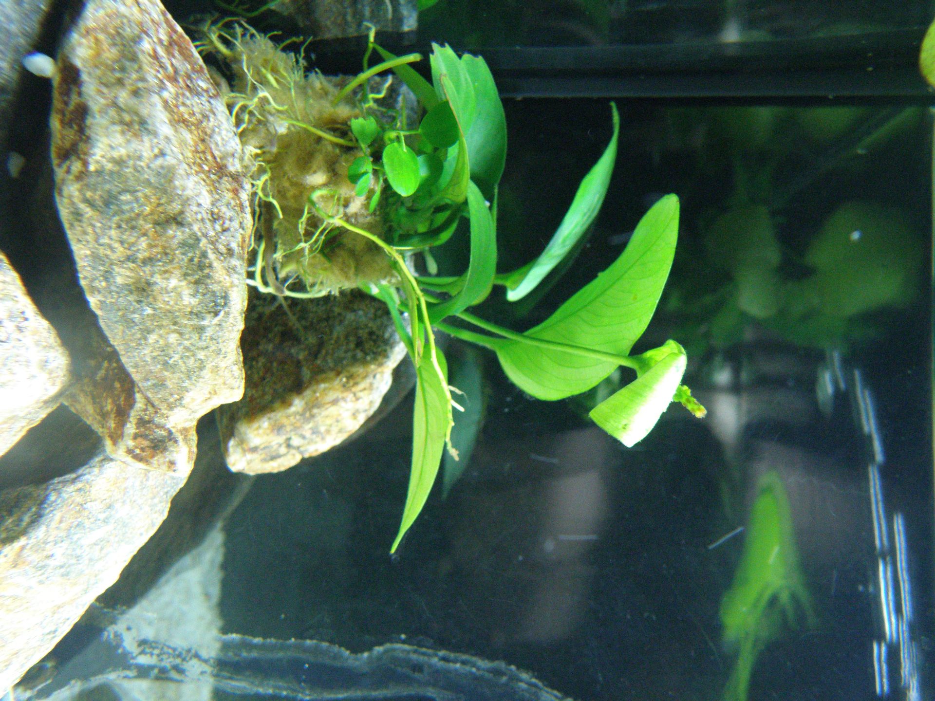 Anubias barteri (pravděpodobně var. nana)