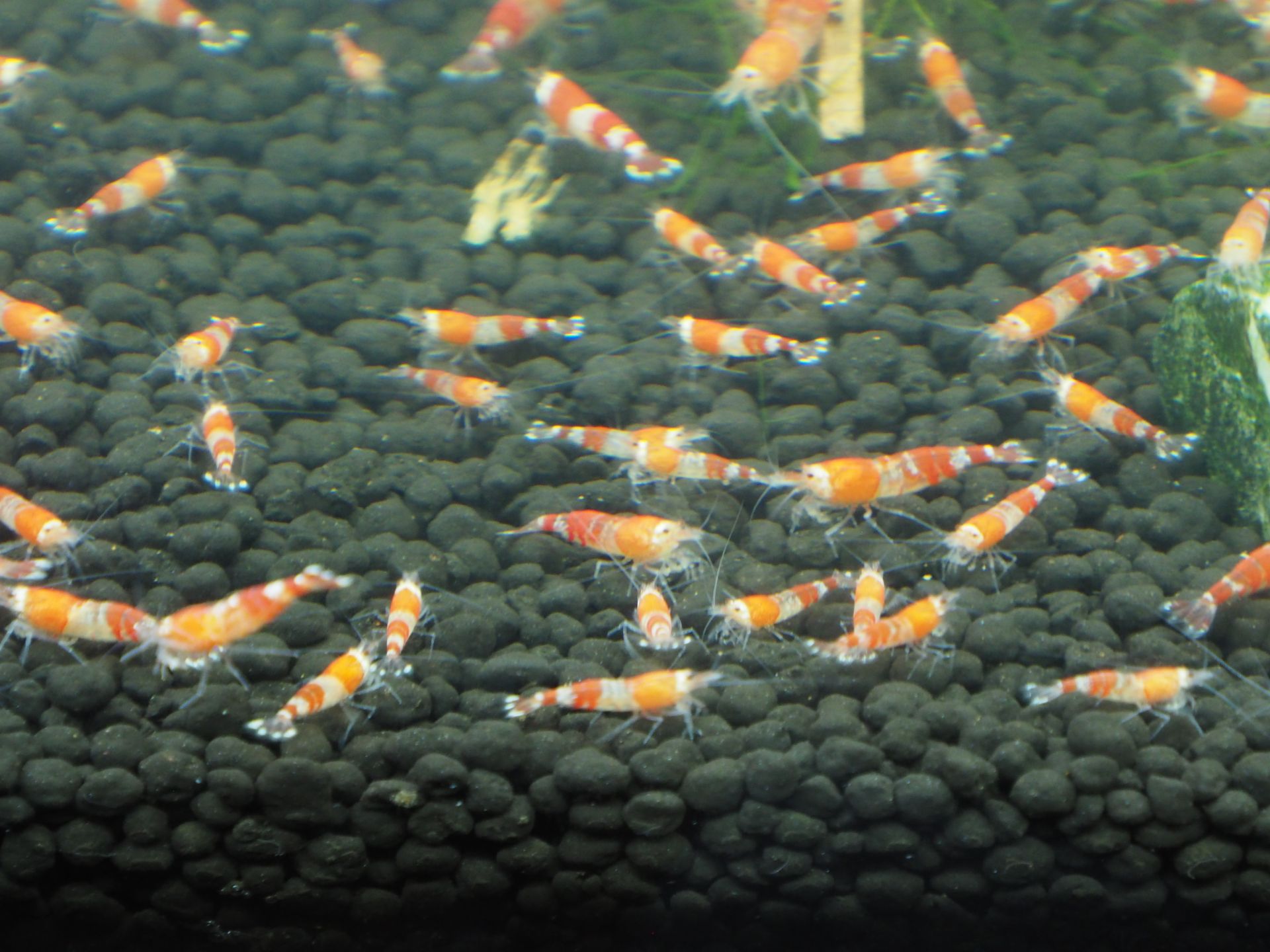 Krewetki Caridina Red Crystal