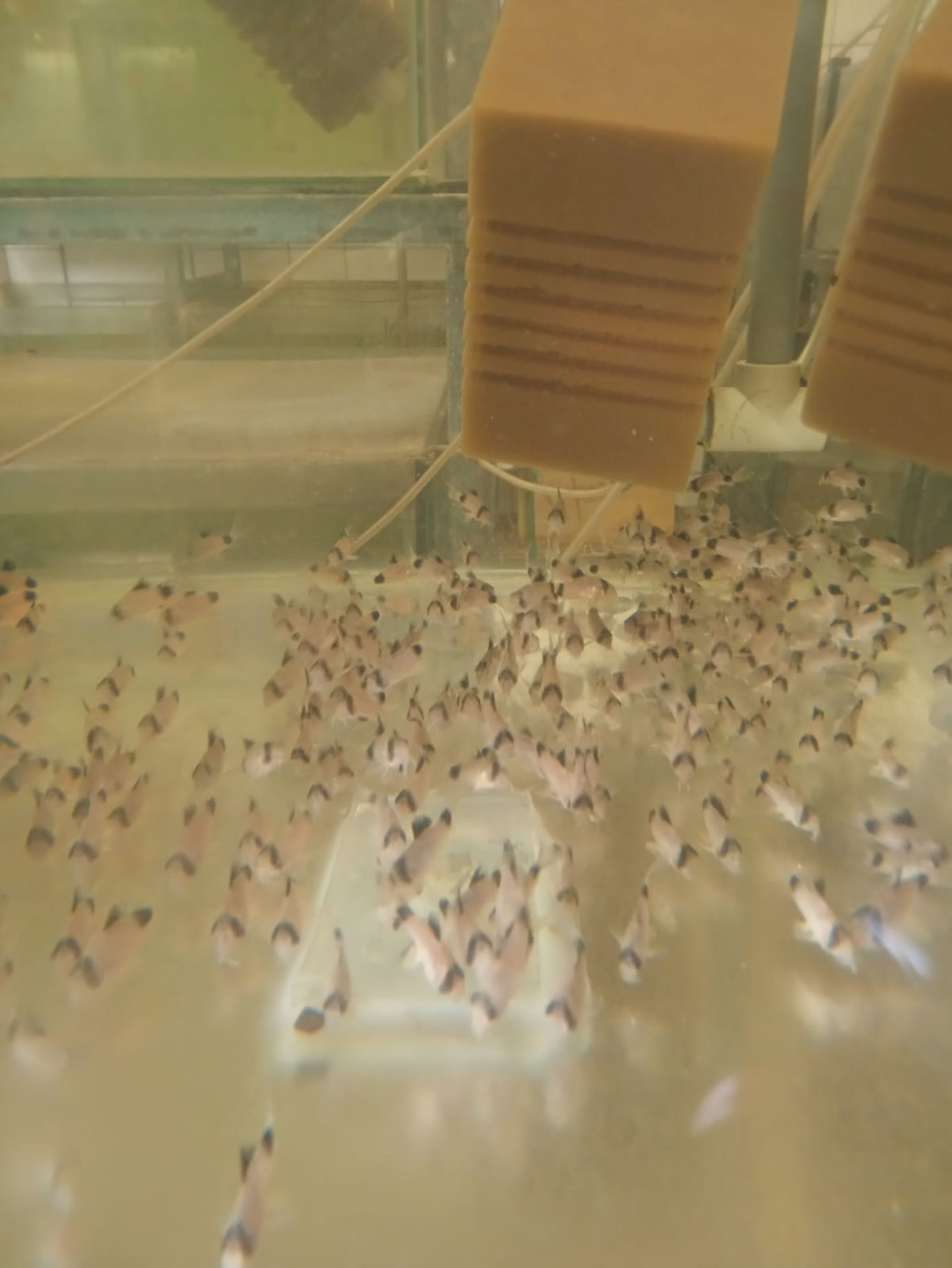 Hypancistrus L 236 super Yellow