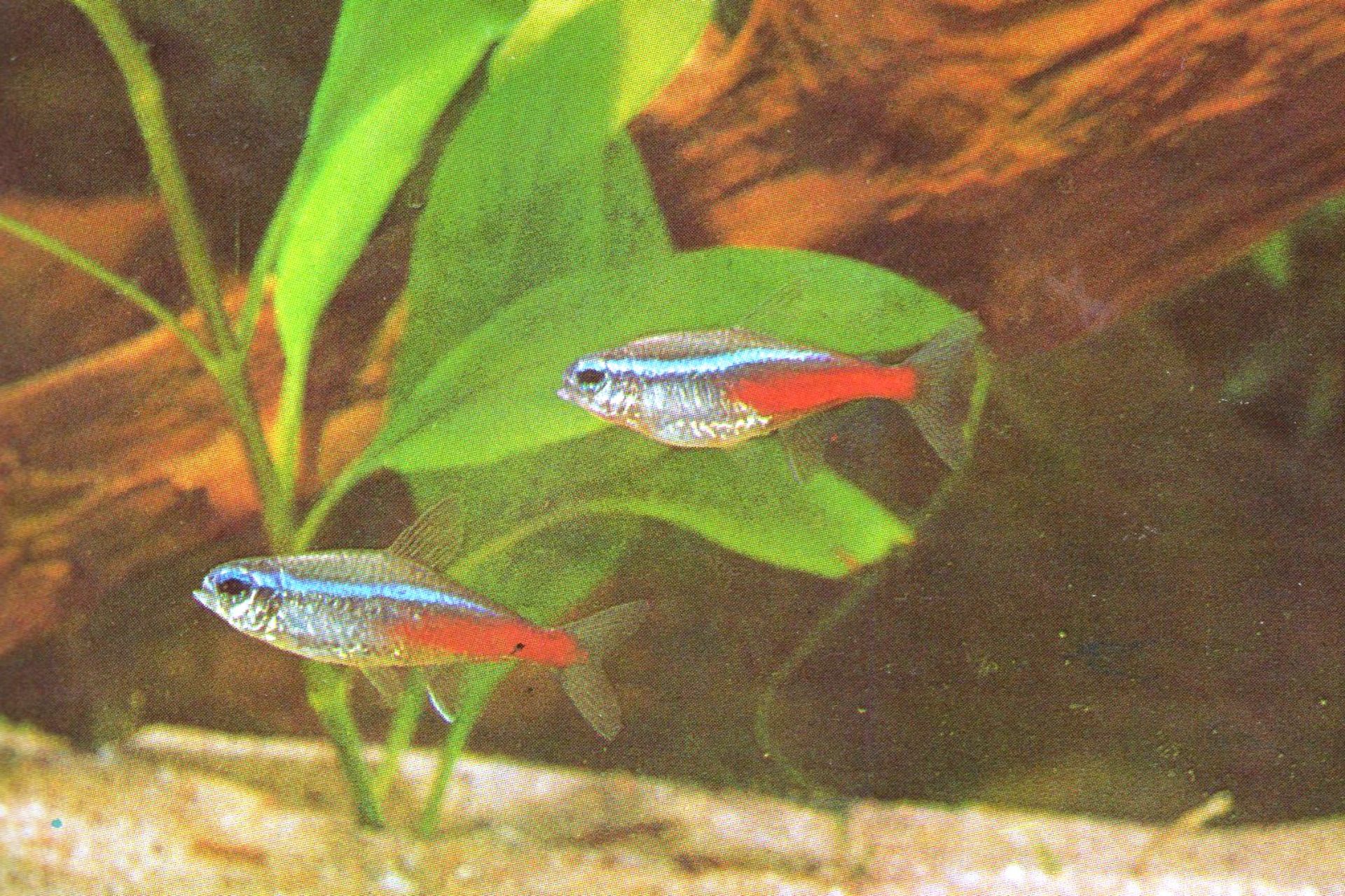 Neonka obecná-Paracheirodon innesi