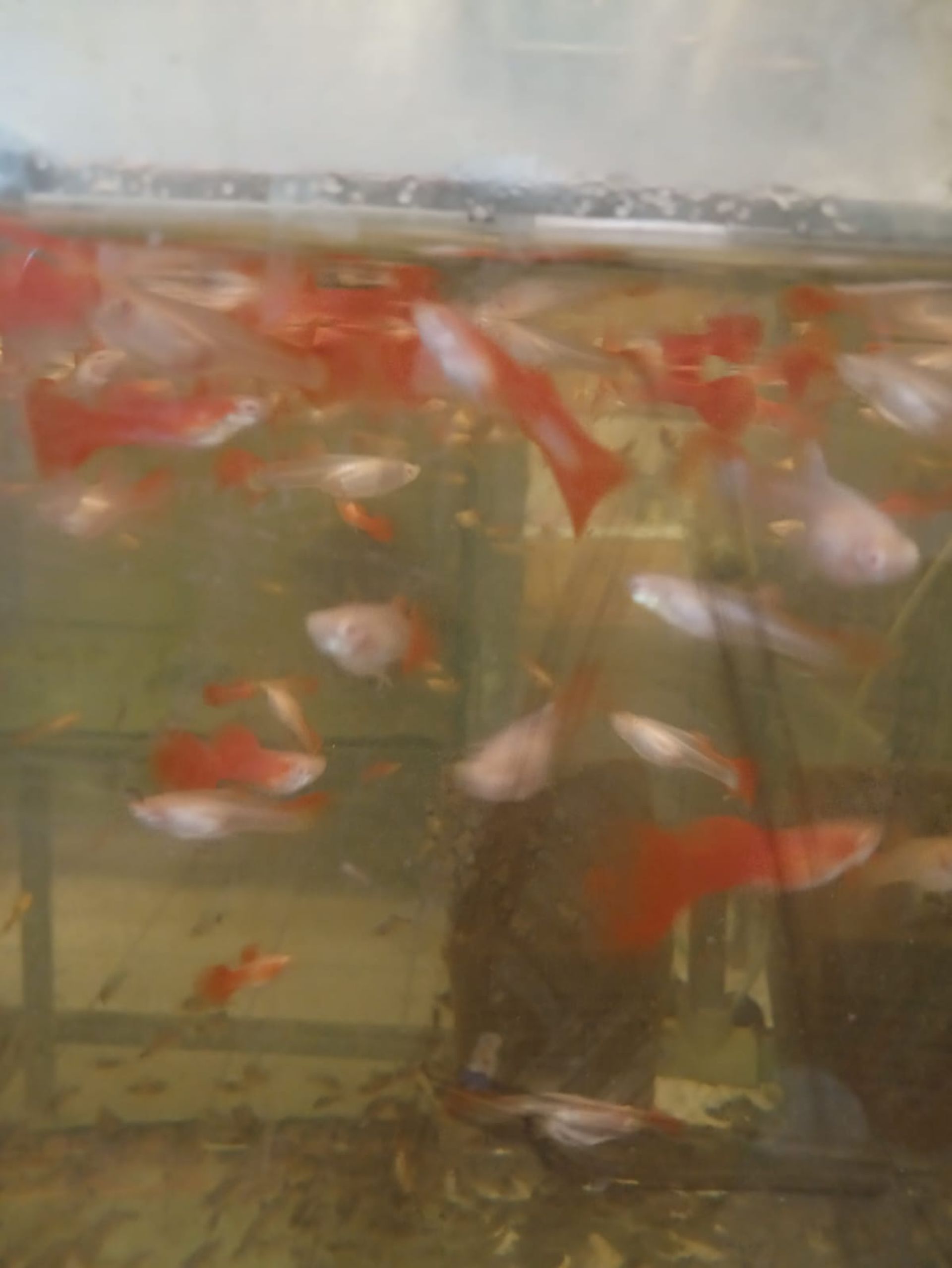 Paví očko Albino full red