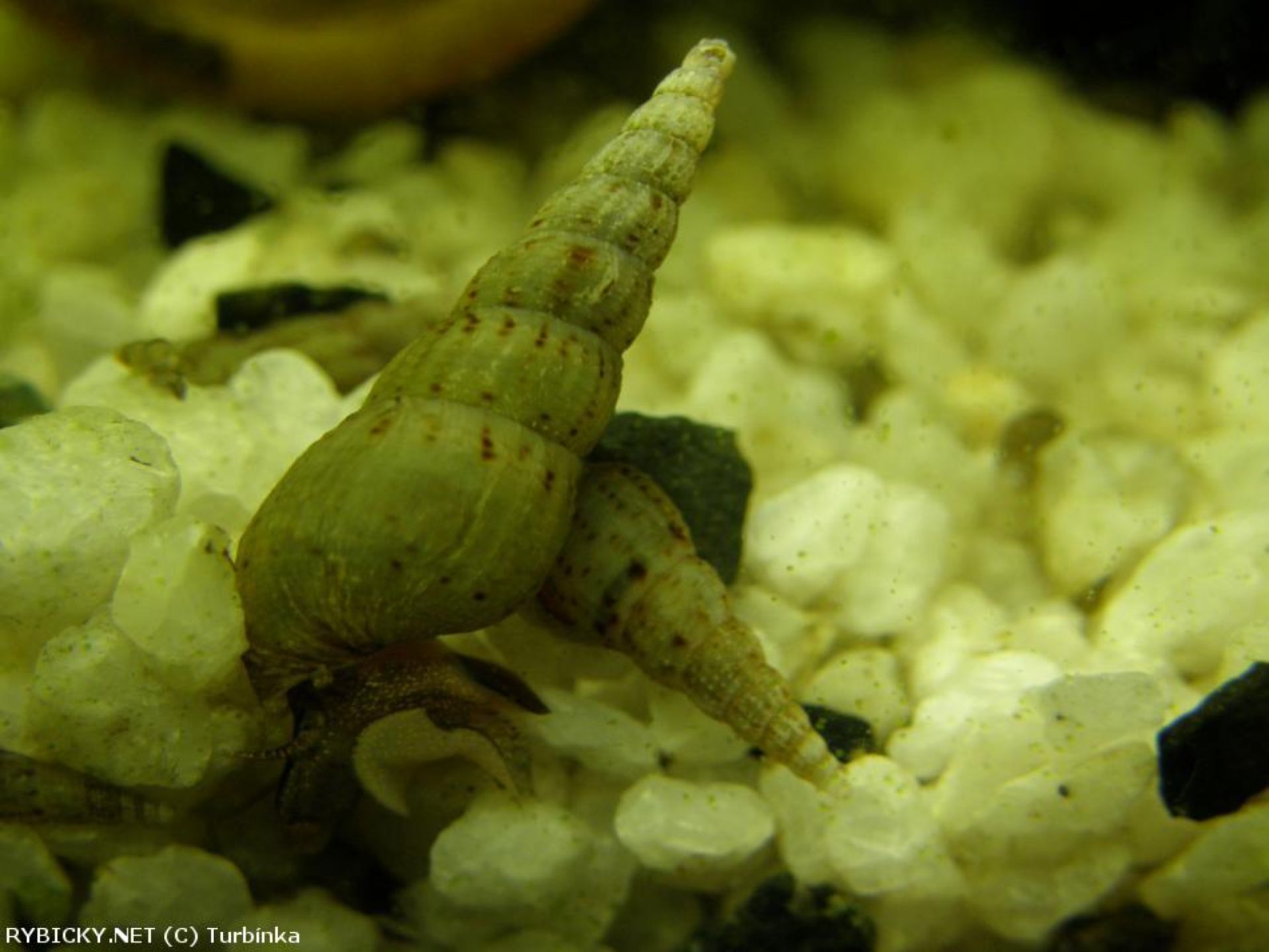 Piskořka Věžovitá - akce