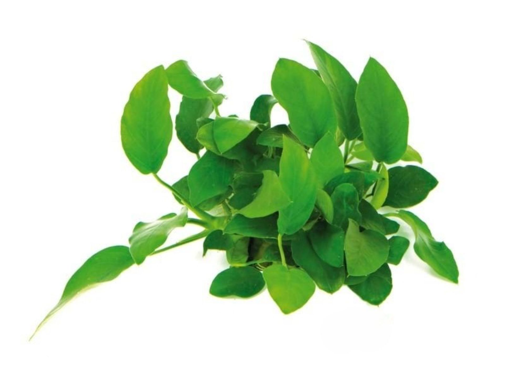 Anubias barteri var. nana